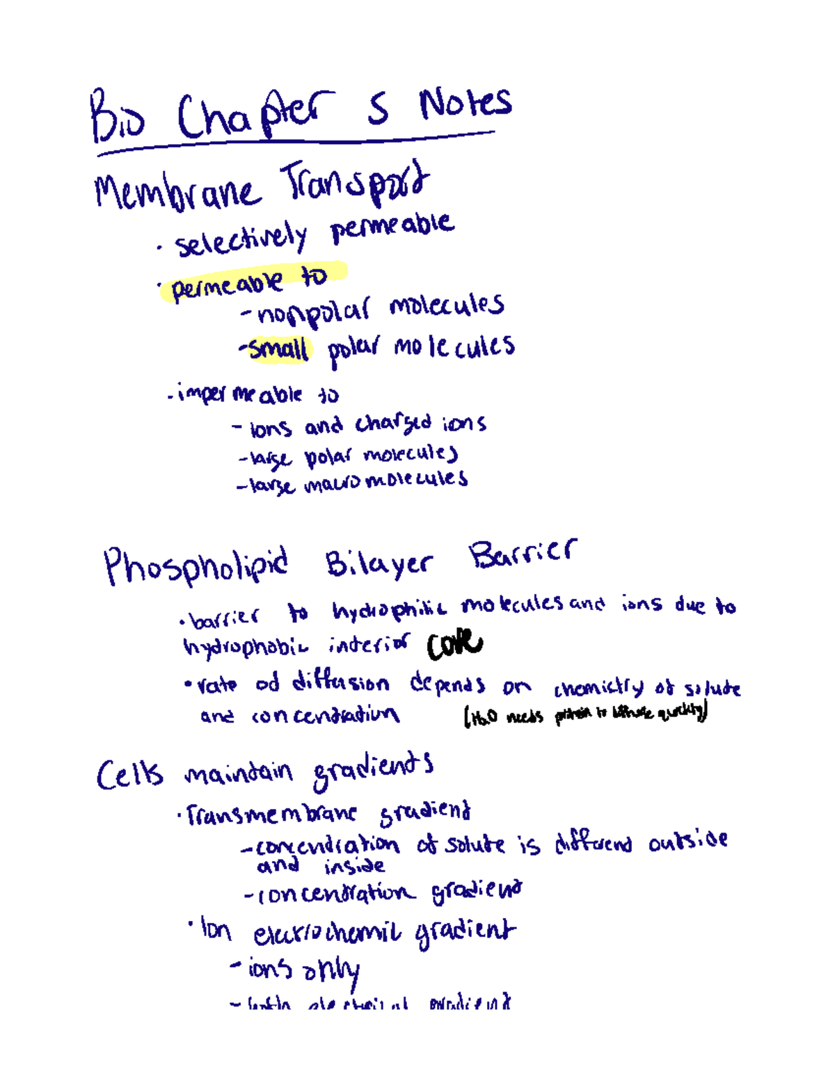 Bio Chapter 5 Notes - Émn EIwores selectively permeable permeable to ...
