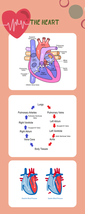 Wound Worksheet-Josephine Morrow - Worksheet on Wound care NUR 318 ...