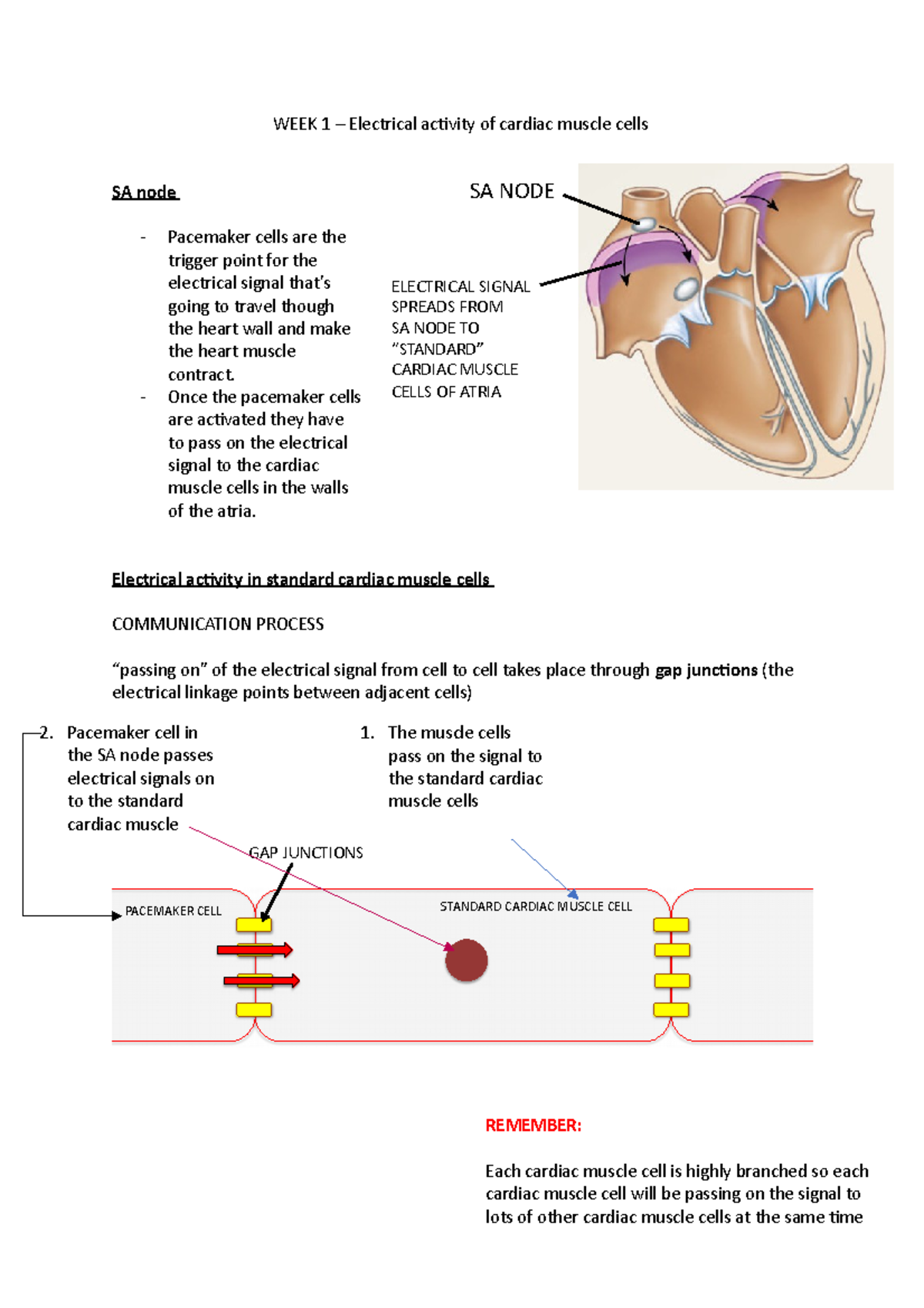 Electrical activity of cardiac muscle cells - Once the pacemaker cells ...
