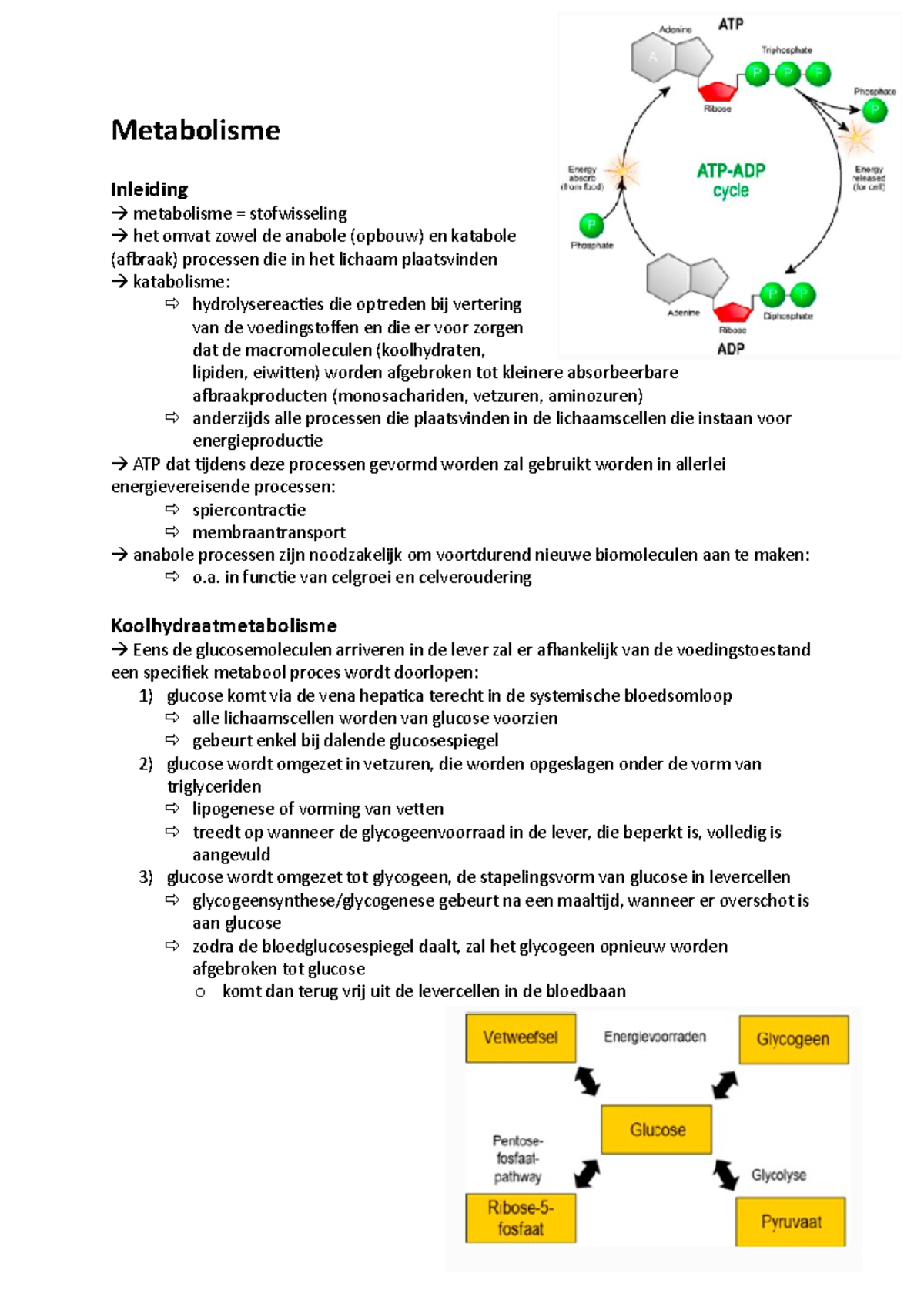 Metabolisme Samenvatting - Metabolisme Inleiding Metabolisme ...