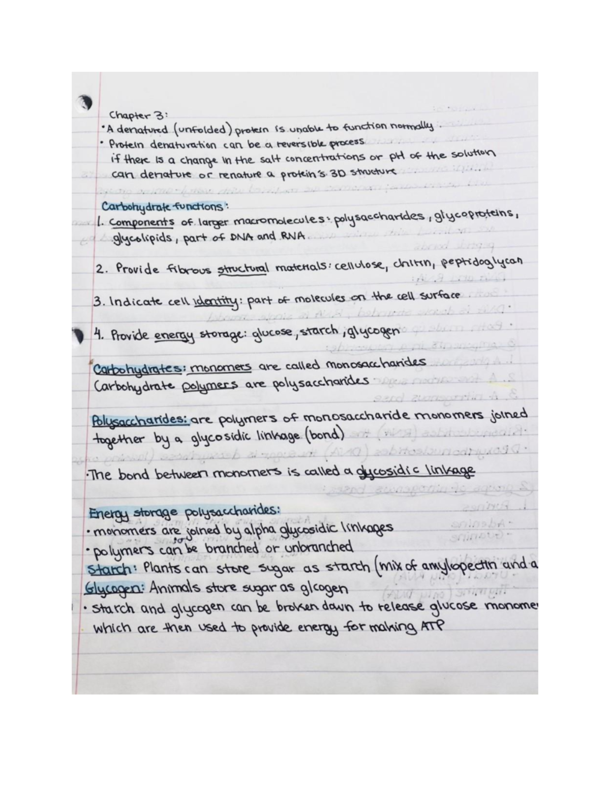 Bio notes 3 - Chapter 3- Chapter 4 biological macromolecules - Chapter ...