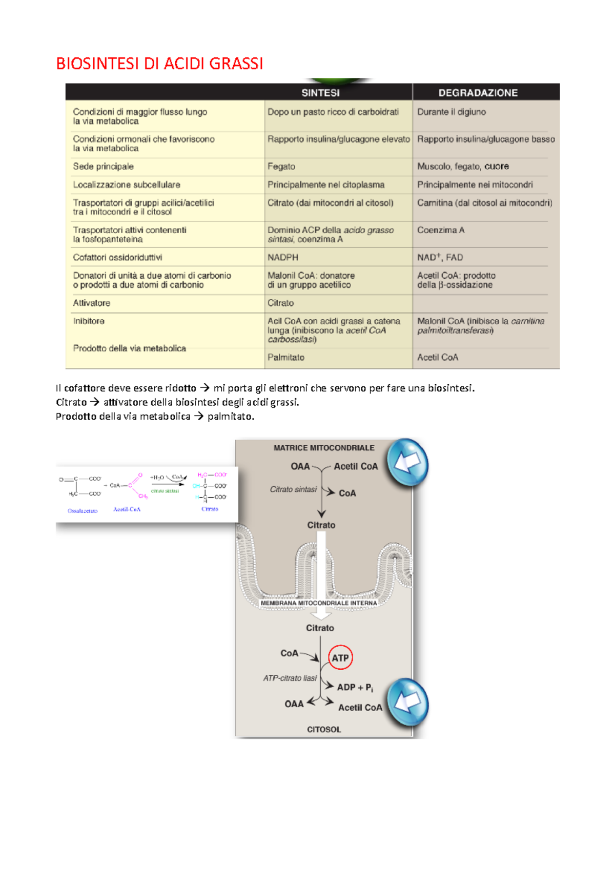 Acidi grassi - BIOSINTESI DI ACIDI GRASSI Il cofattore deve essere ...