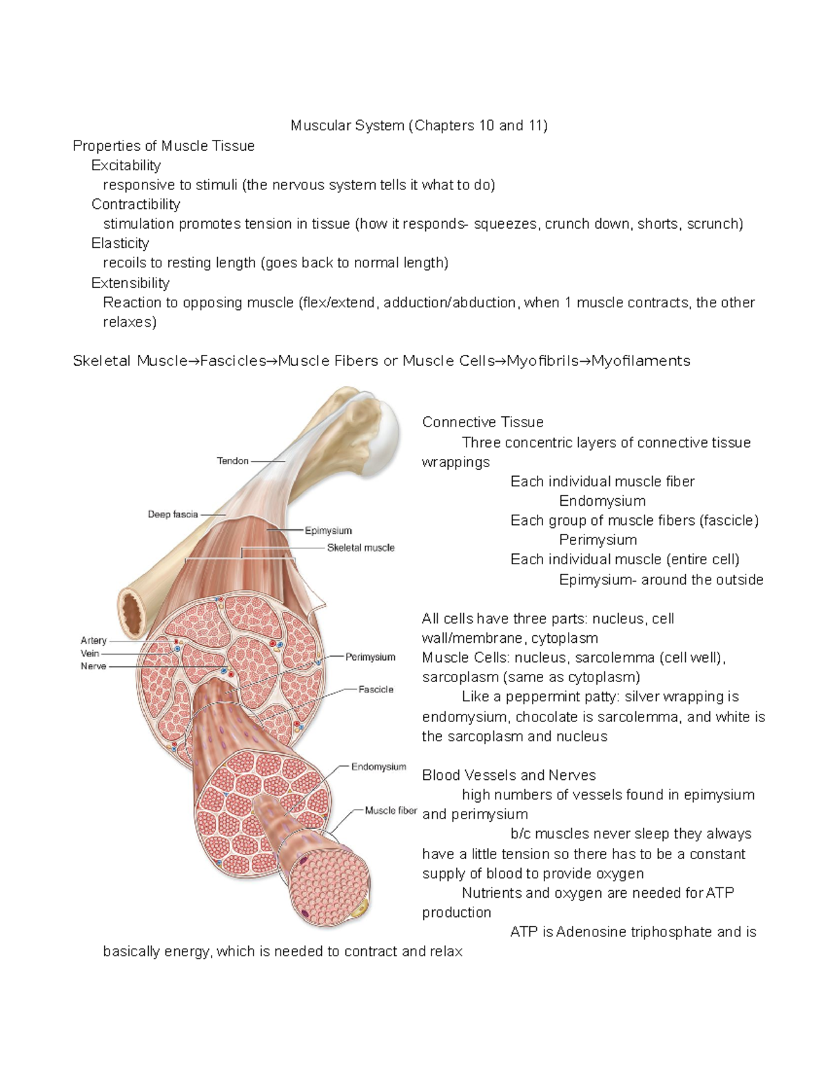 Anatomy- Muscular System - Muscular System (Chapters 10 and 11 ...