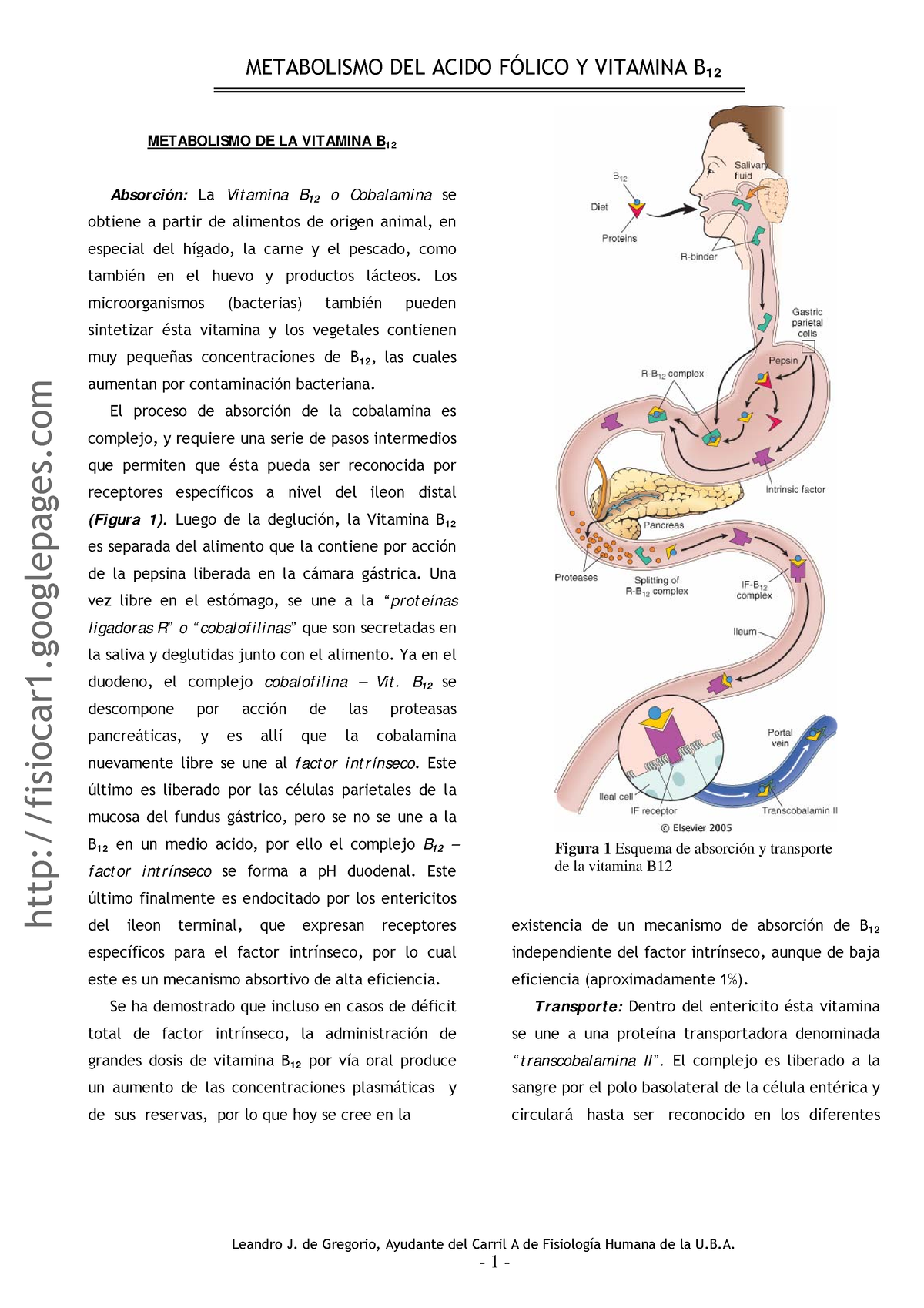 Metabolismo - METABOLISMO DE LA VITAMINA B 12 Absorción: La Vit Amina B ...