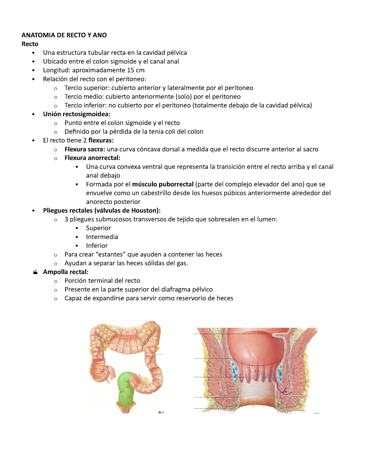 anatomia del recto