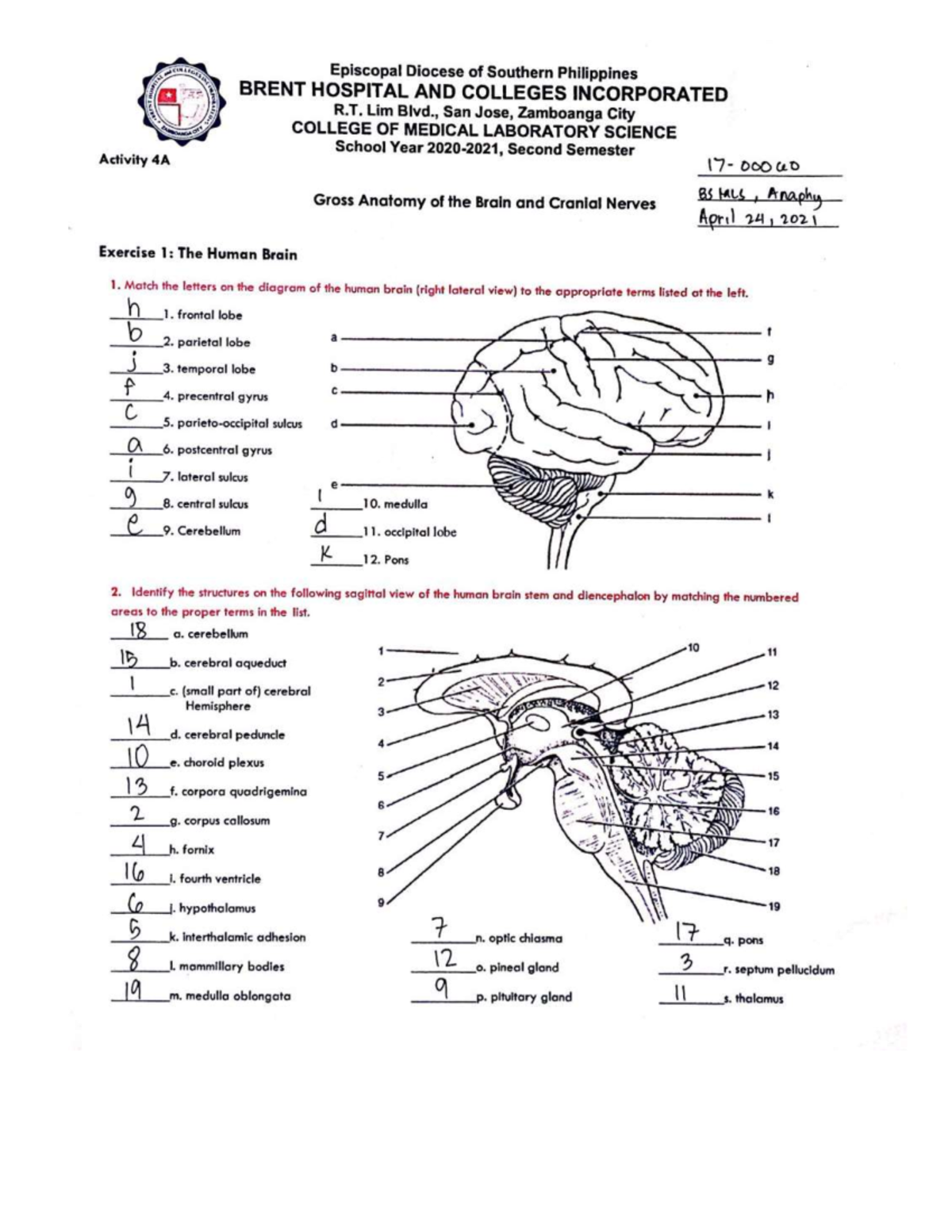 Gross anatomy of the brain final - Anatomy and Physiology - OLFU - Studocu