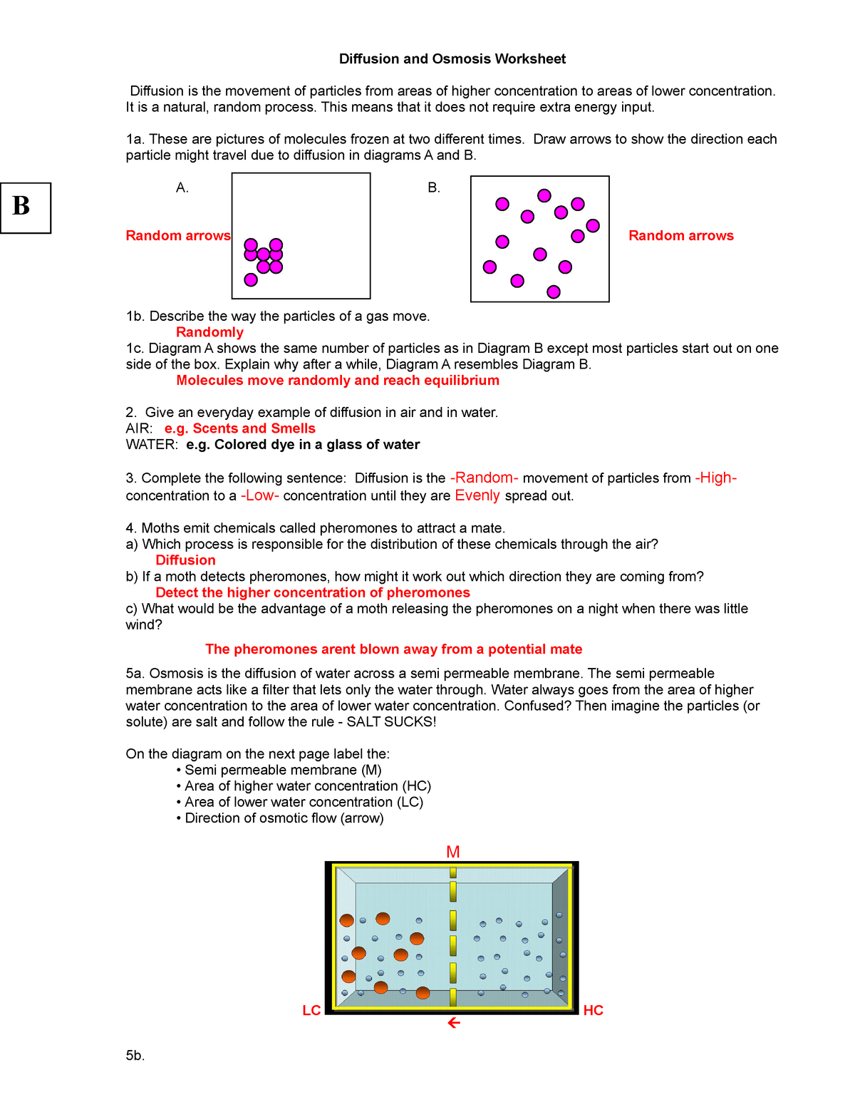Diffusion and Osmosis Worksheet KEY 11 - StuDocu Inside Diffusion And Osmosis Worksheet