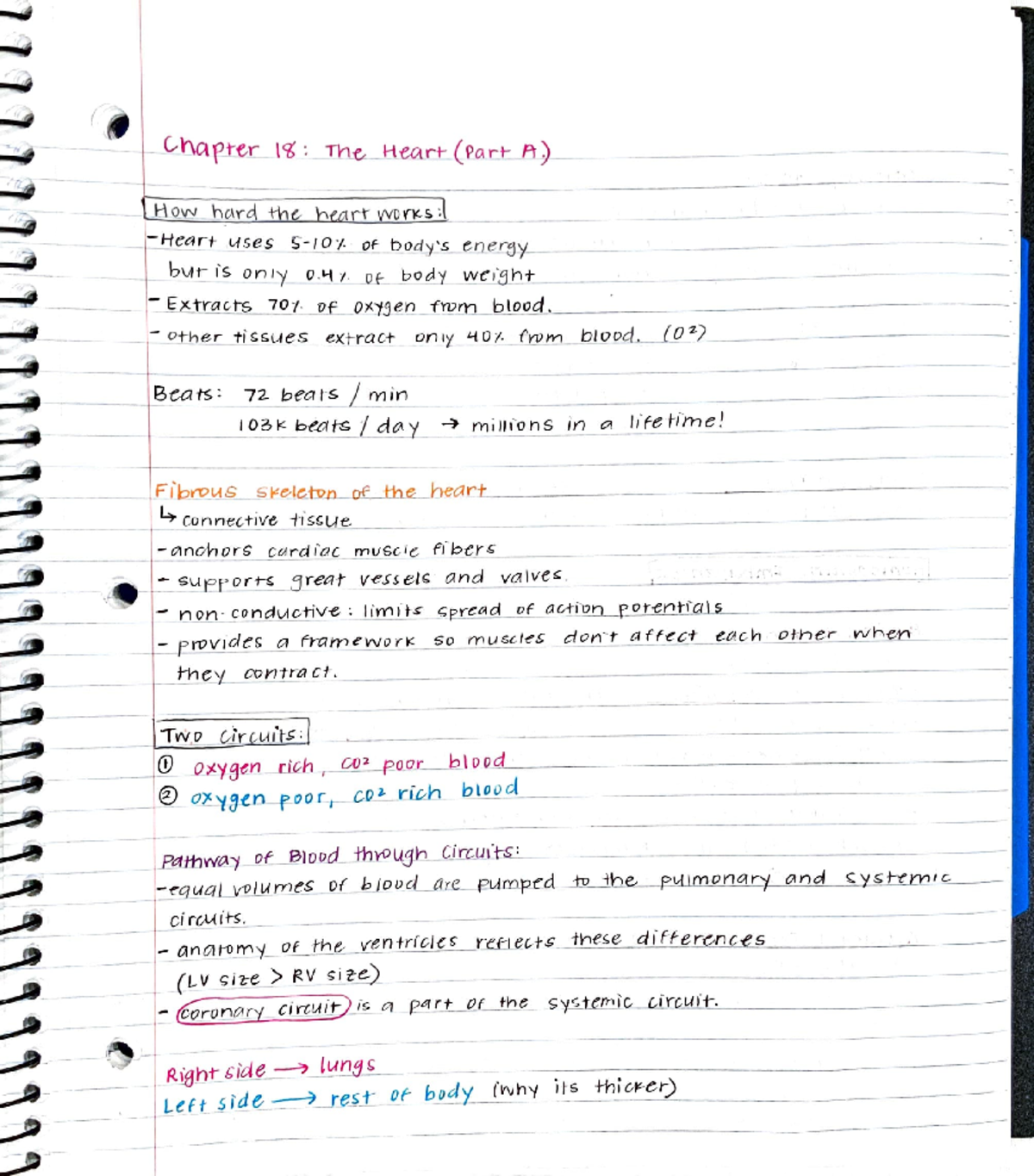 Physiology Notes (part 3) - PSYC241 - Studocu
