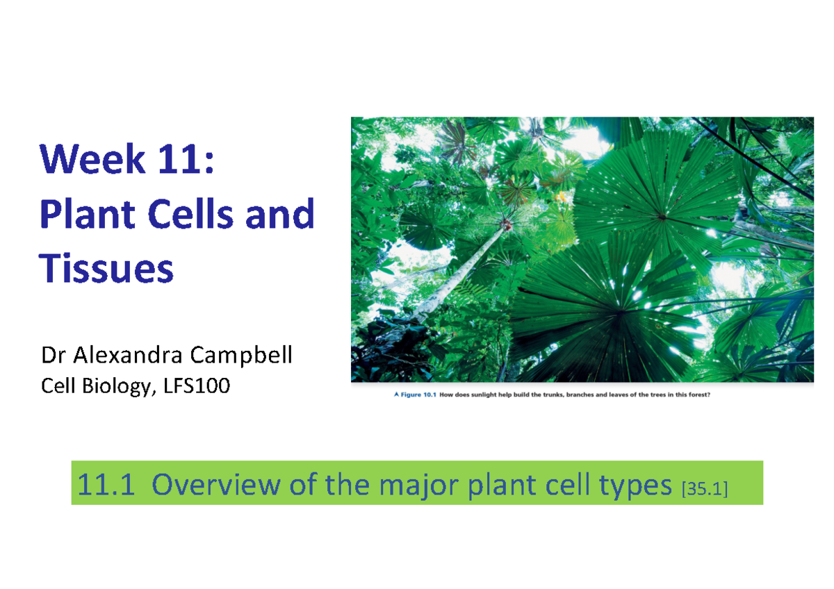 week-11-slides-colour-week-11-plant-cells-and-tissues-dr-alexandra