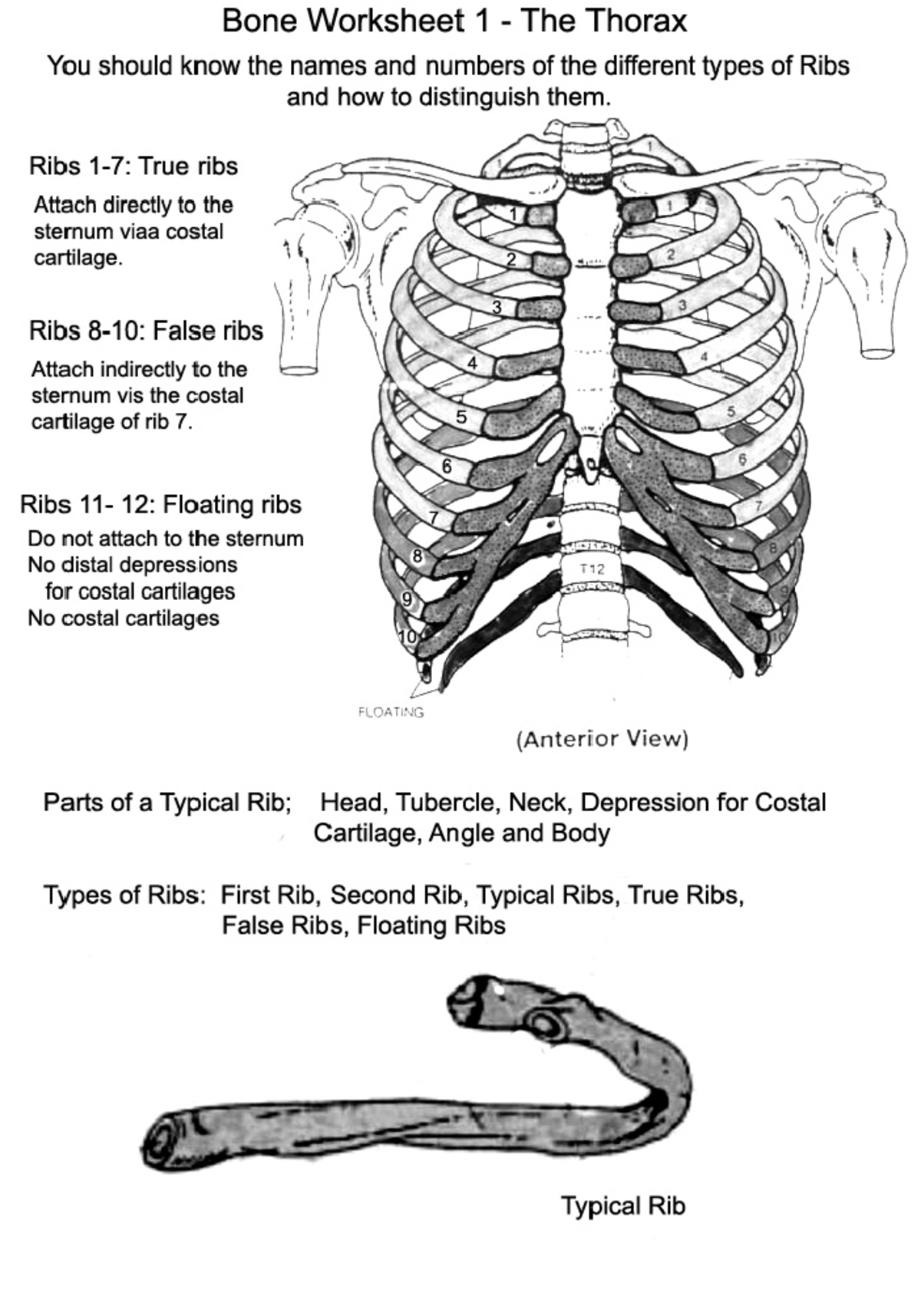 Block I Bone worksheets - HLSC 2412 - Studocu