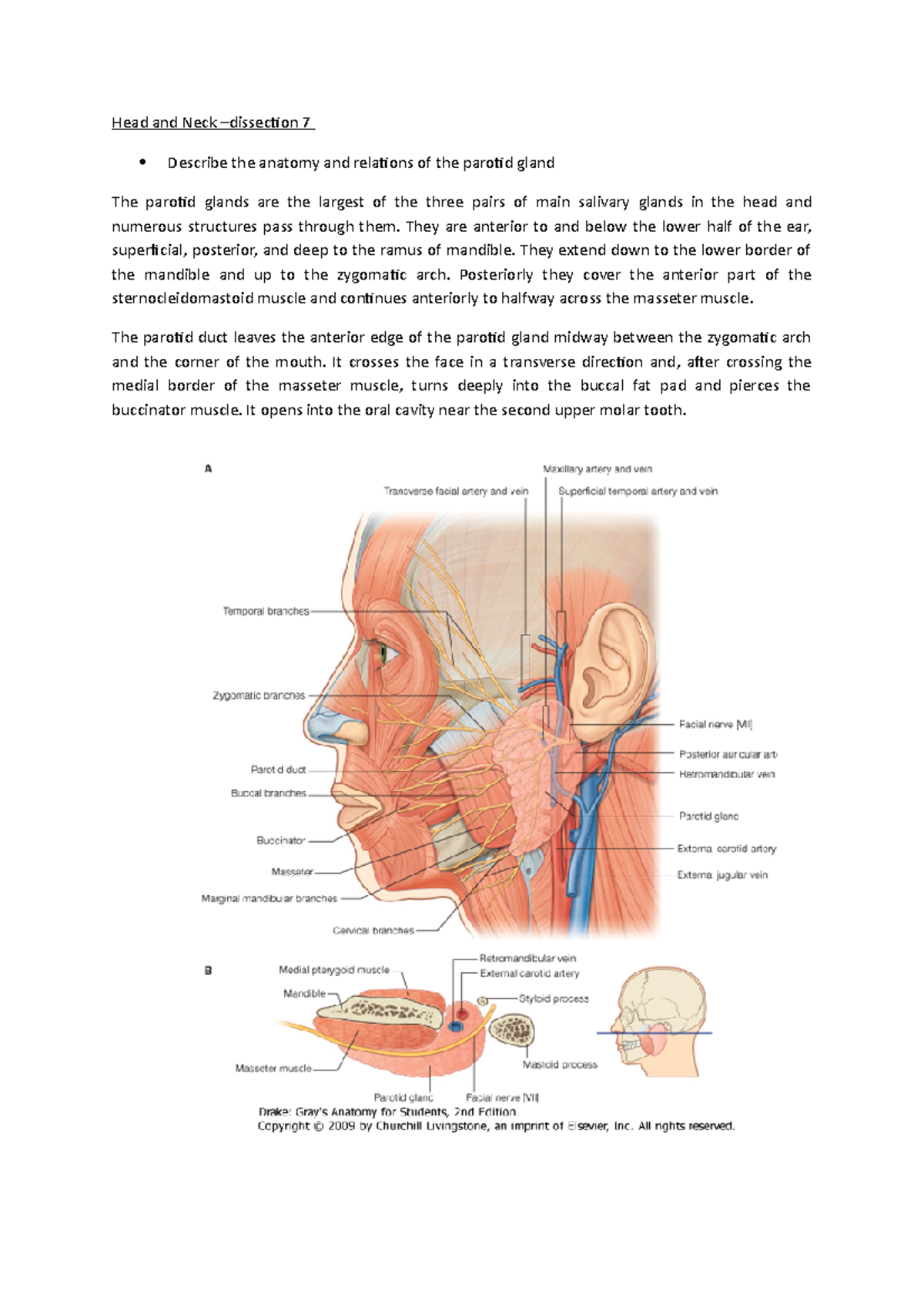 Head and neck dissection 7 Head and Neck dissection 7 Describe the