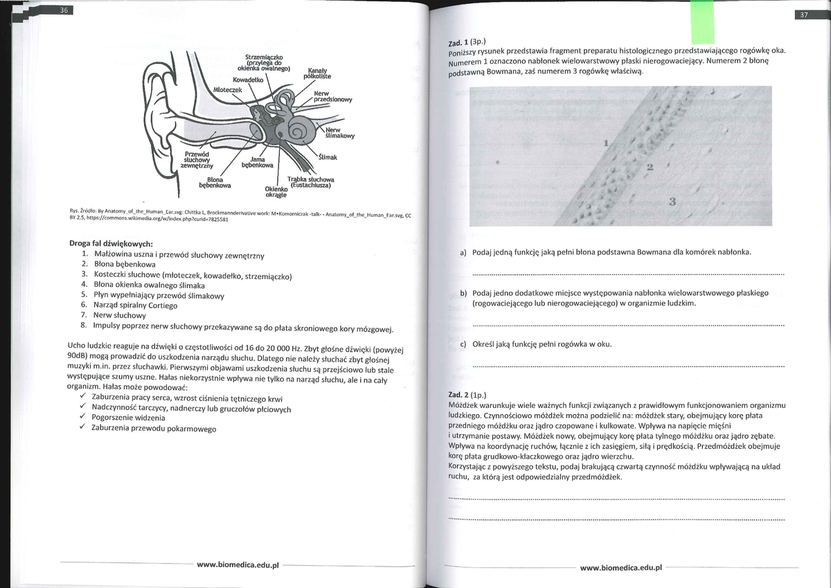 Narządy Zmysłów Sprawdzian Klasa 8 www.studocu.com