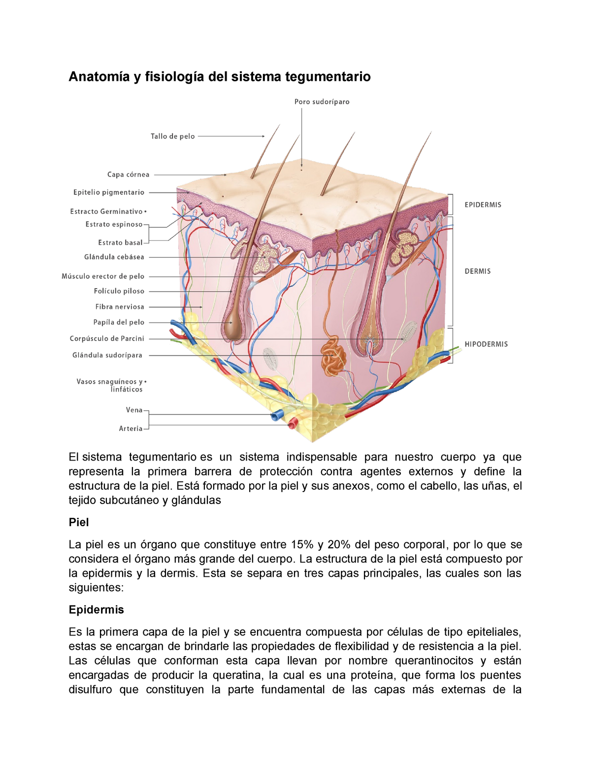 Anatomía y fisiología del sistema tegumentario - Anatomía y fisiología del sistema  tegumentario - Studocu