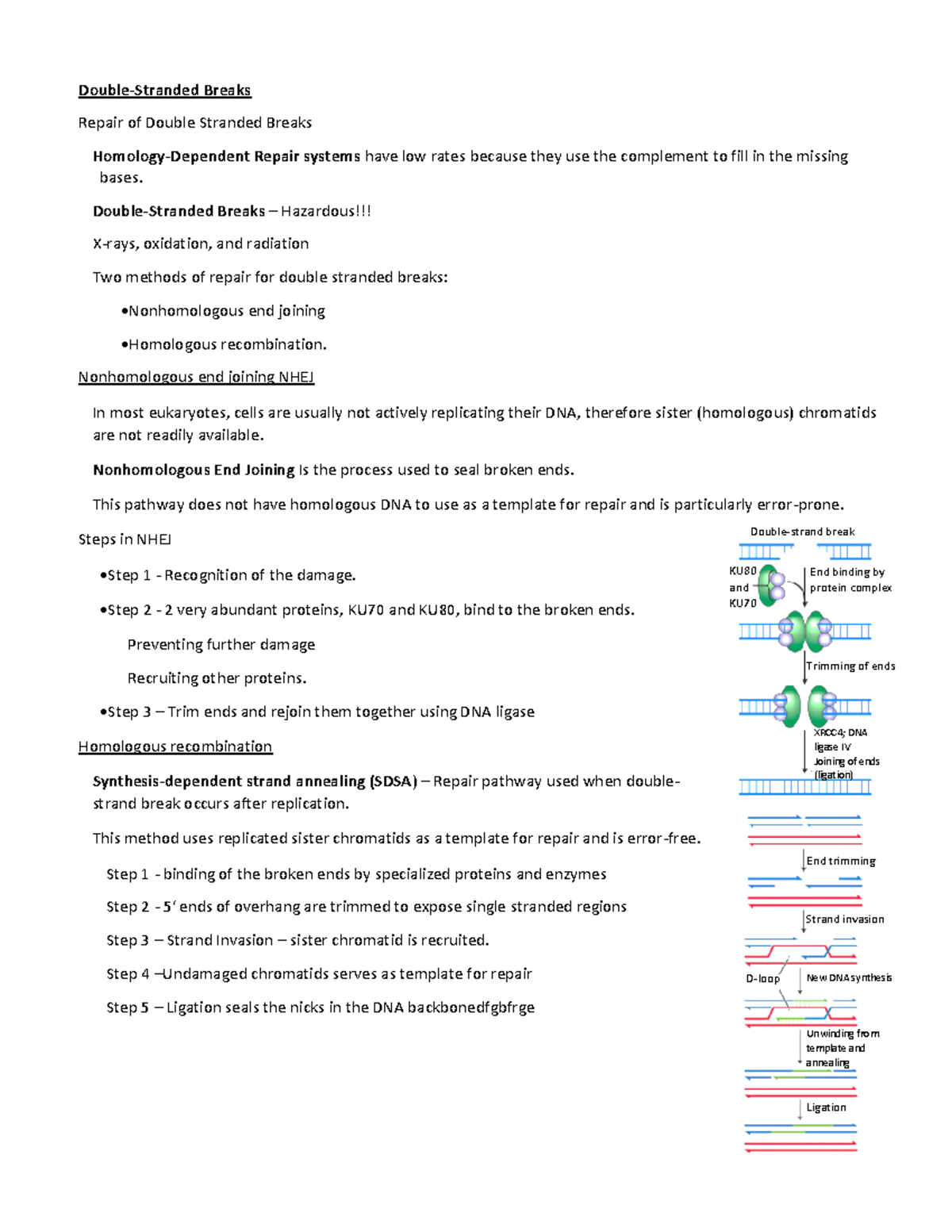Chp 16 part 3 - Lecture Notes - Double-Stranded Breaks Repair of Double ...