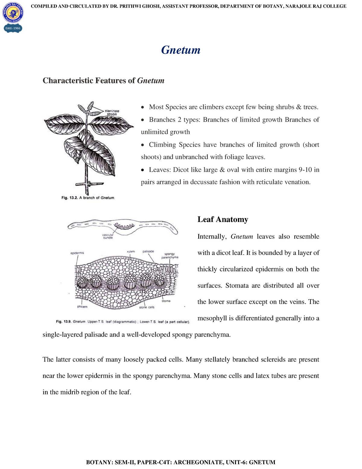 Gnetum Pdf Detailed Gnetum Characteristic Features Of Gnetum Most Species Are Climbers Except Few Studocu