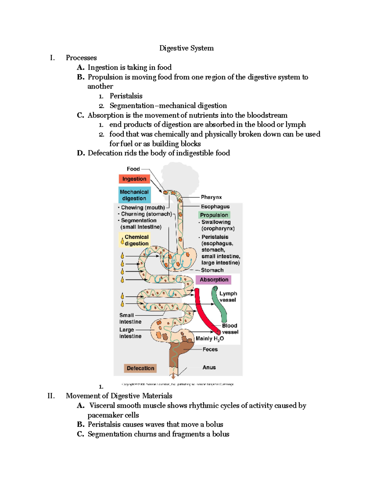 BSCI202 Unit 7 Digestive System - Digestive System I. Processes A ...