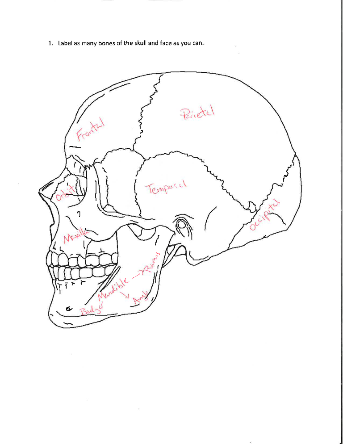 Exam 3 Practice Key - Label as many bones ofthe skull and face as you ...