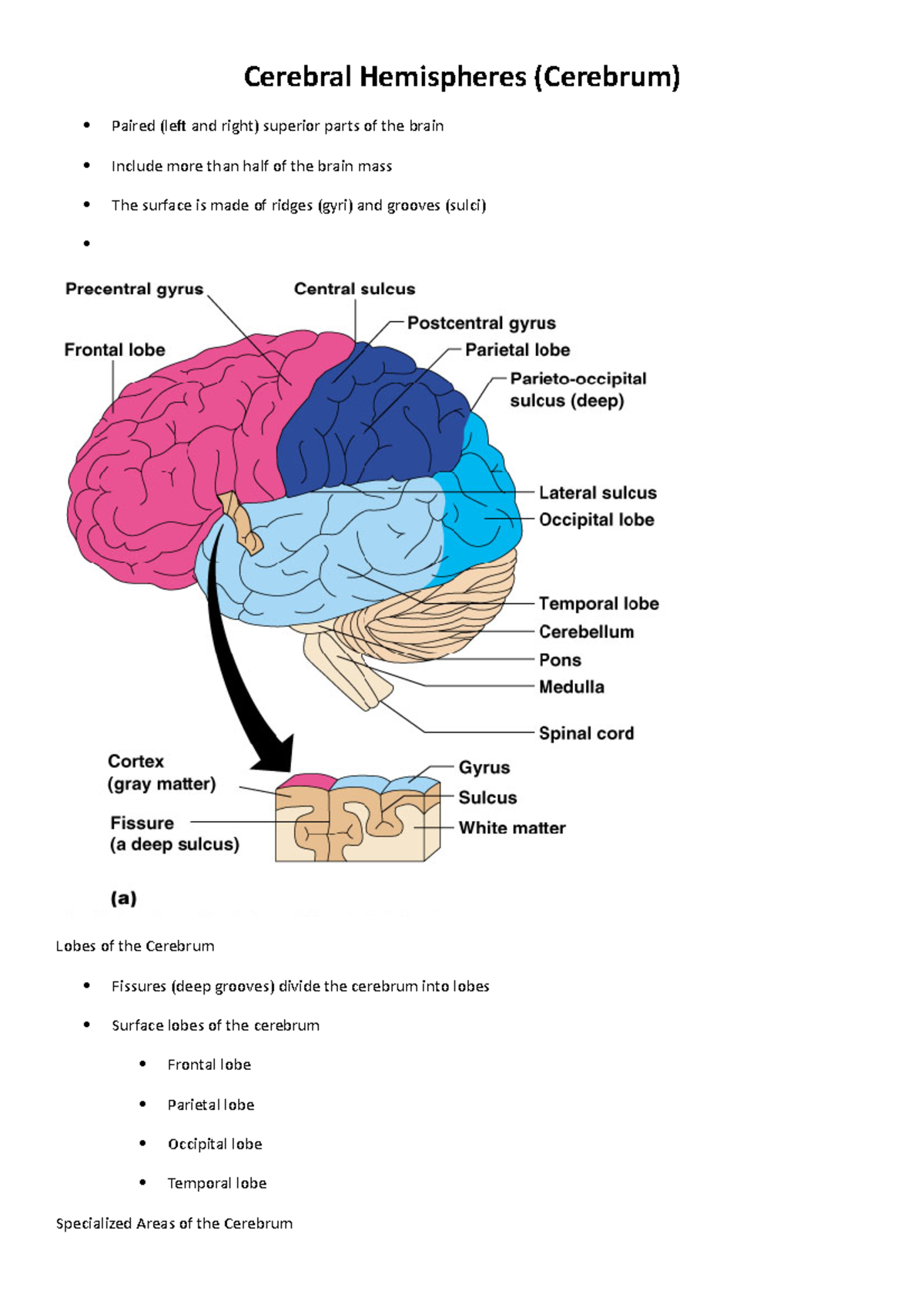 Cerebral Hemispheres Biology Diagrams