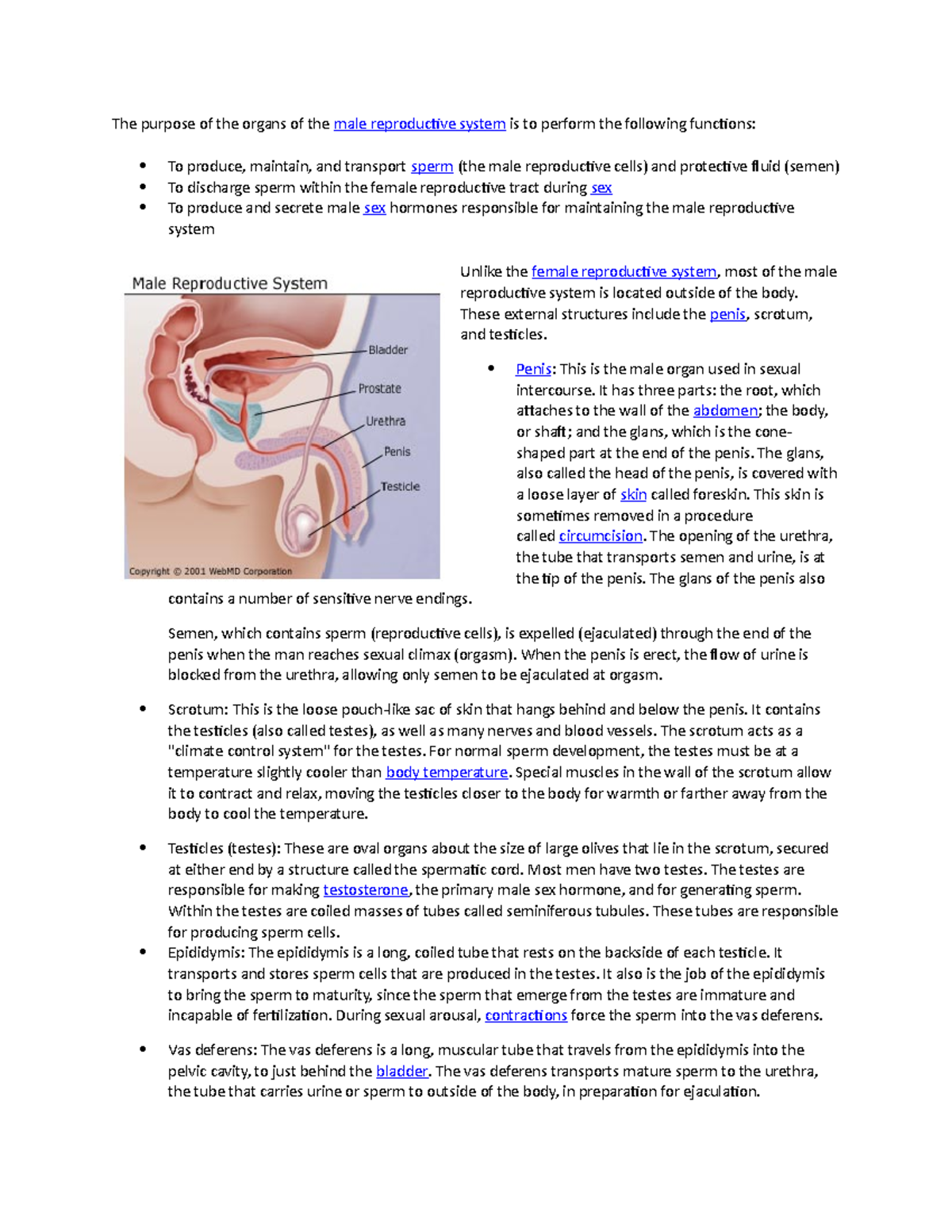 Male reproductive system - These external structures include the penis ...