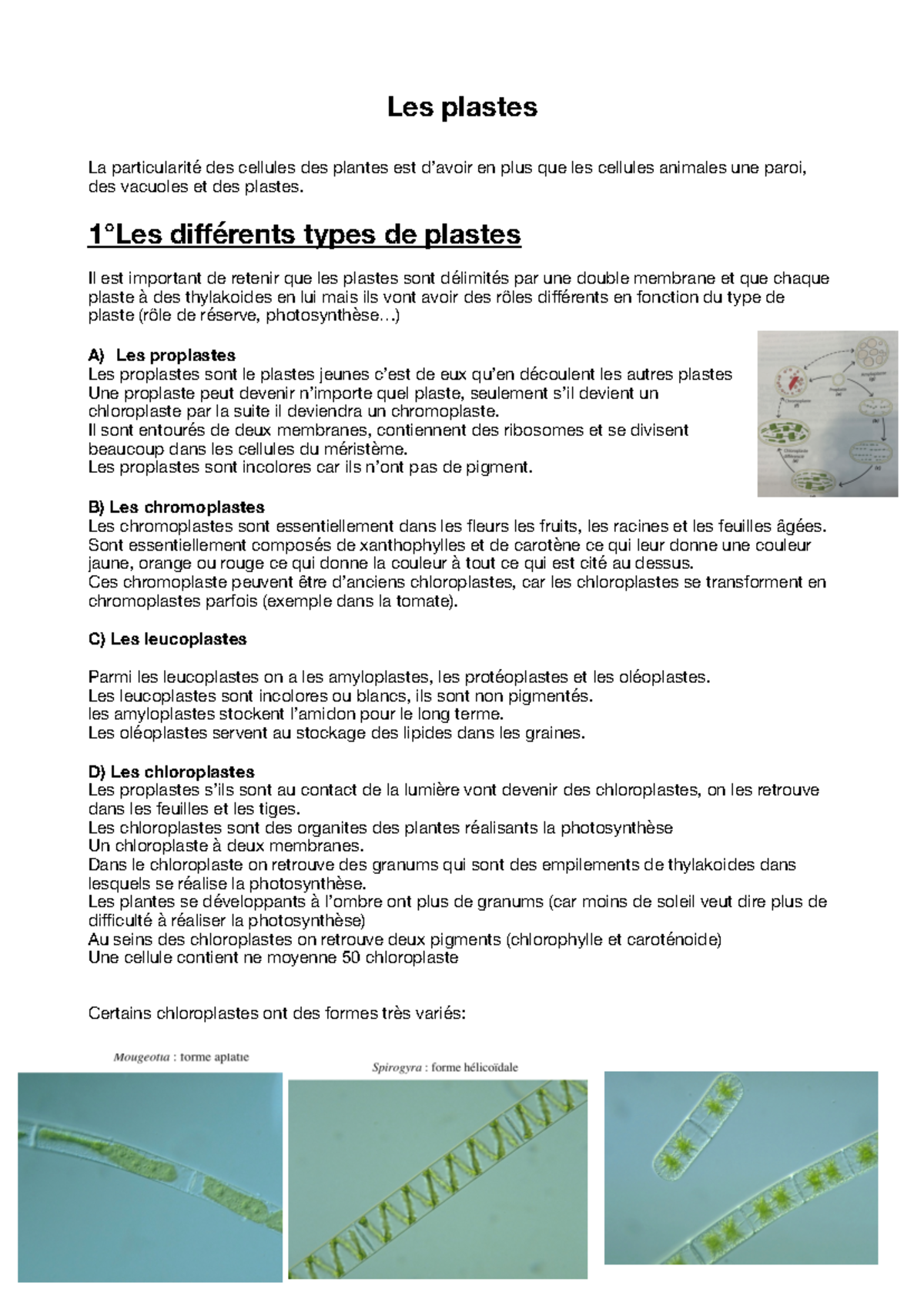 (3)Les plastes - Notes - Les plastes La particularité des cellules des ...