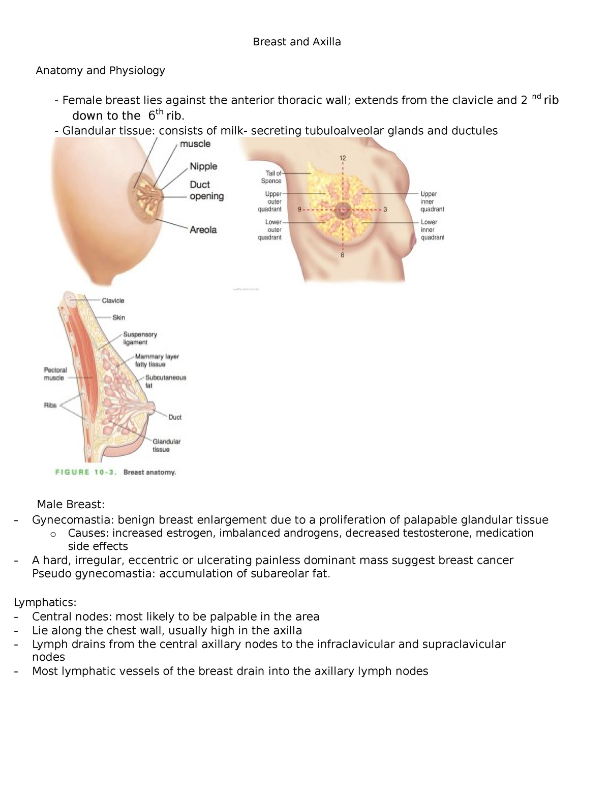 Week 8 HA Male and Female Genitals - Breast and Axilla Anatomy and  Physiology - Female breast lies - Studocu