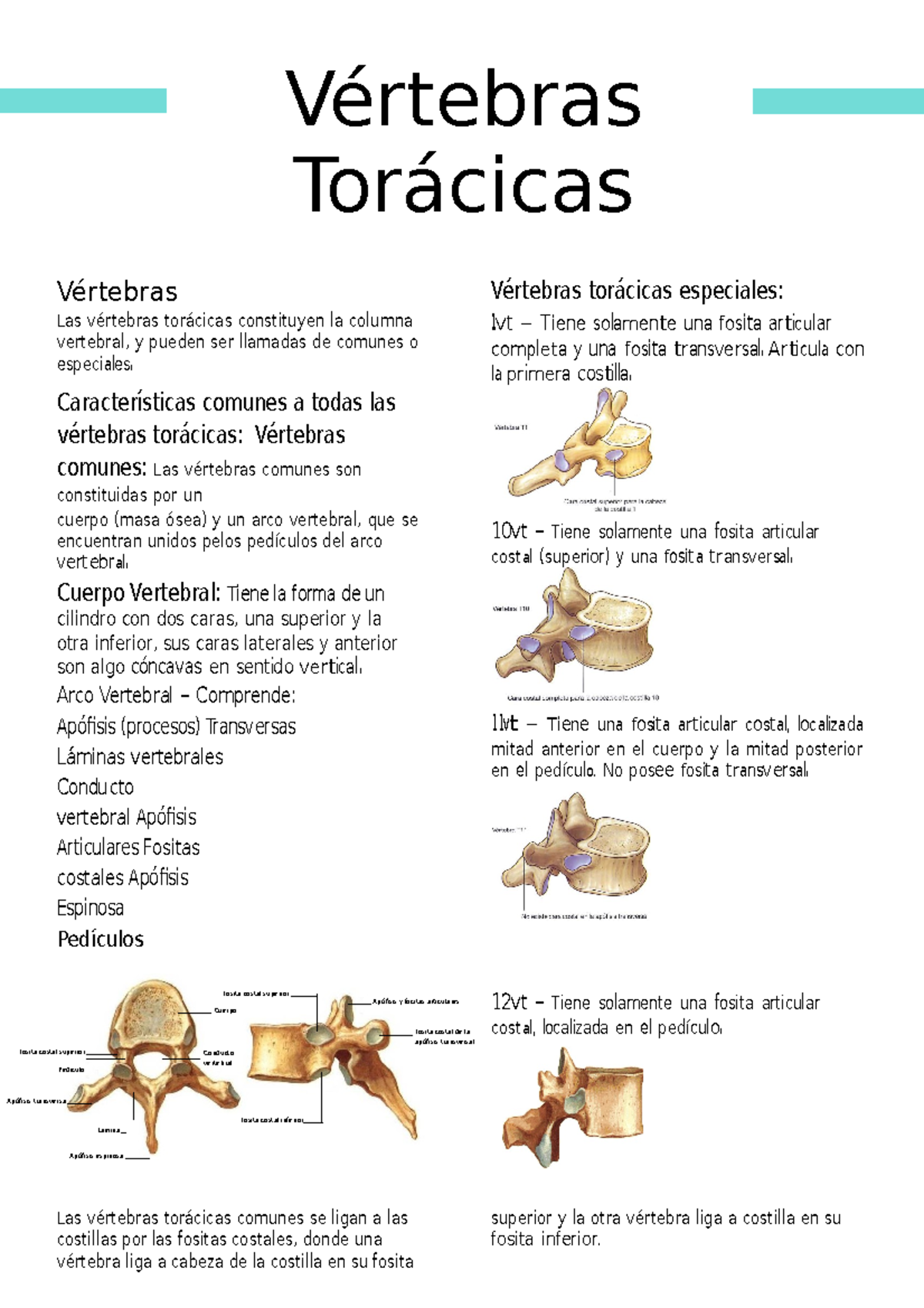 7 Vertebras toracicas - Vértebras Torácicas Vértebras Las vértebras ...