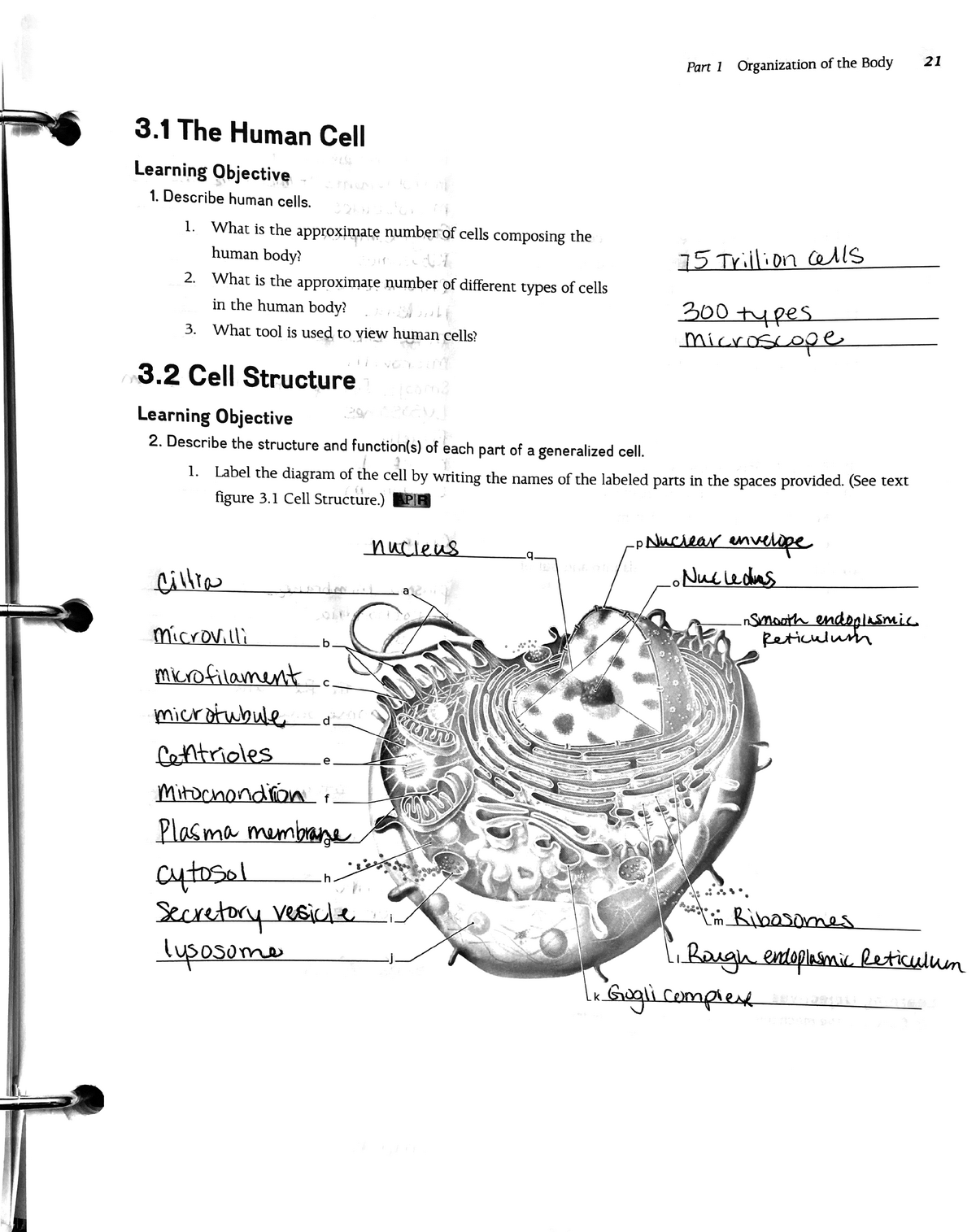Anatomy Of Generalized Cell