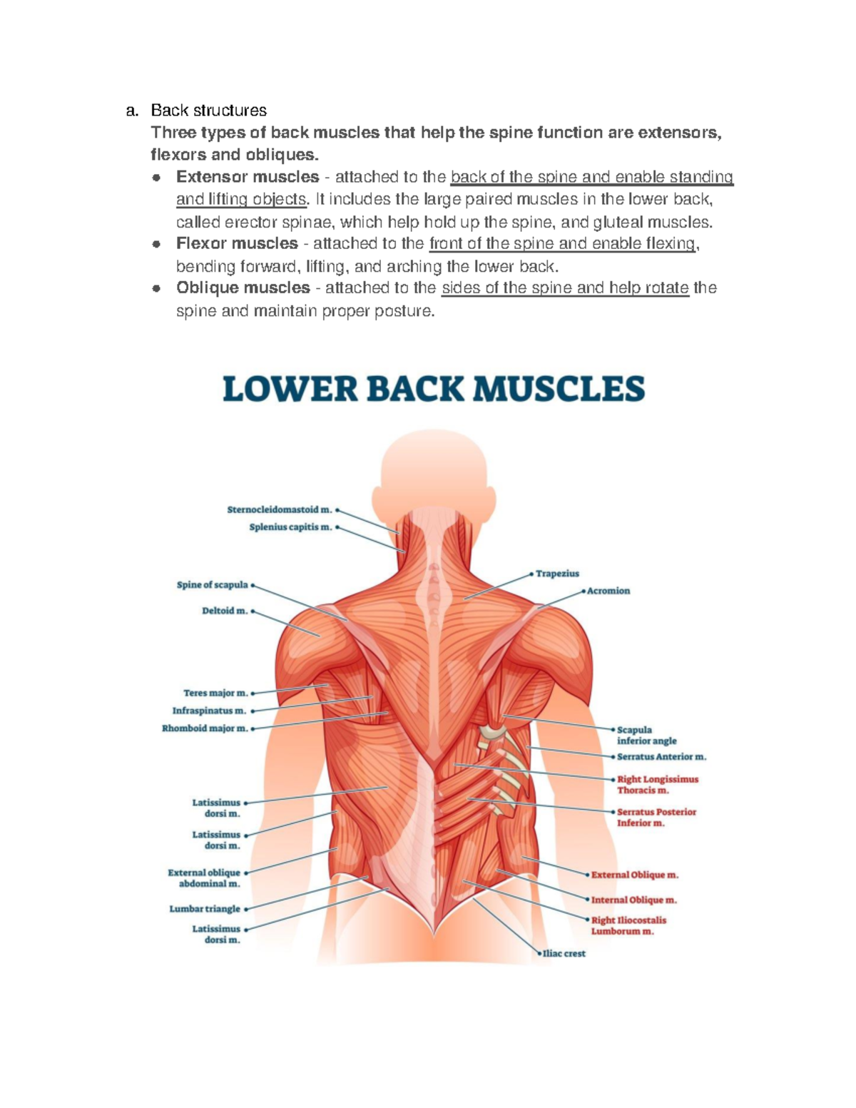 Low-Back-Pain notse-6-10 - a. Back structures Three types of back ...