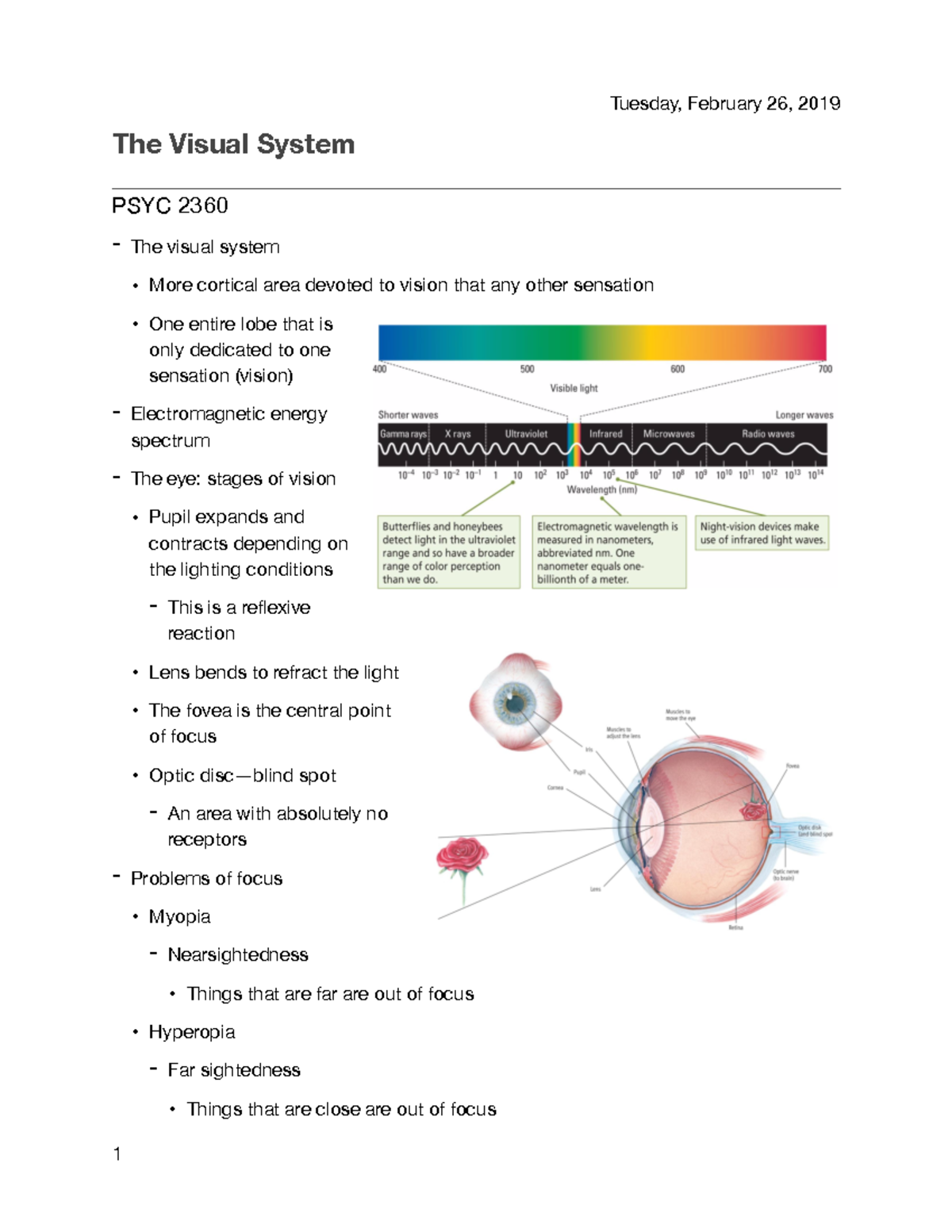 9 the visual system 2021-08-13 21 45 36 - The Visual System PSYC 2360 ...