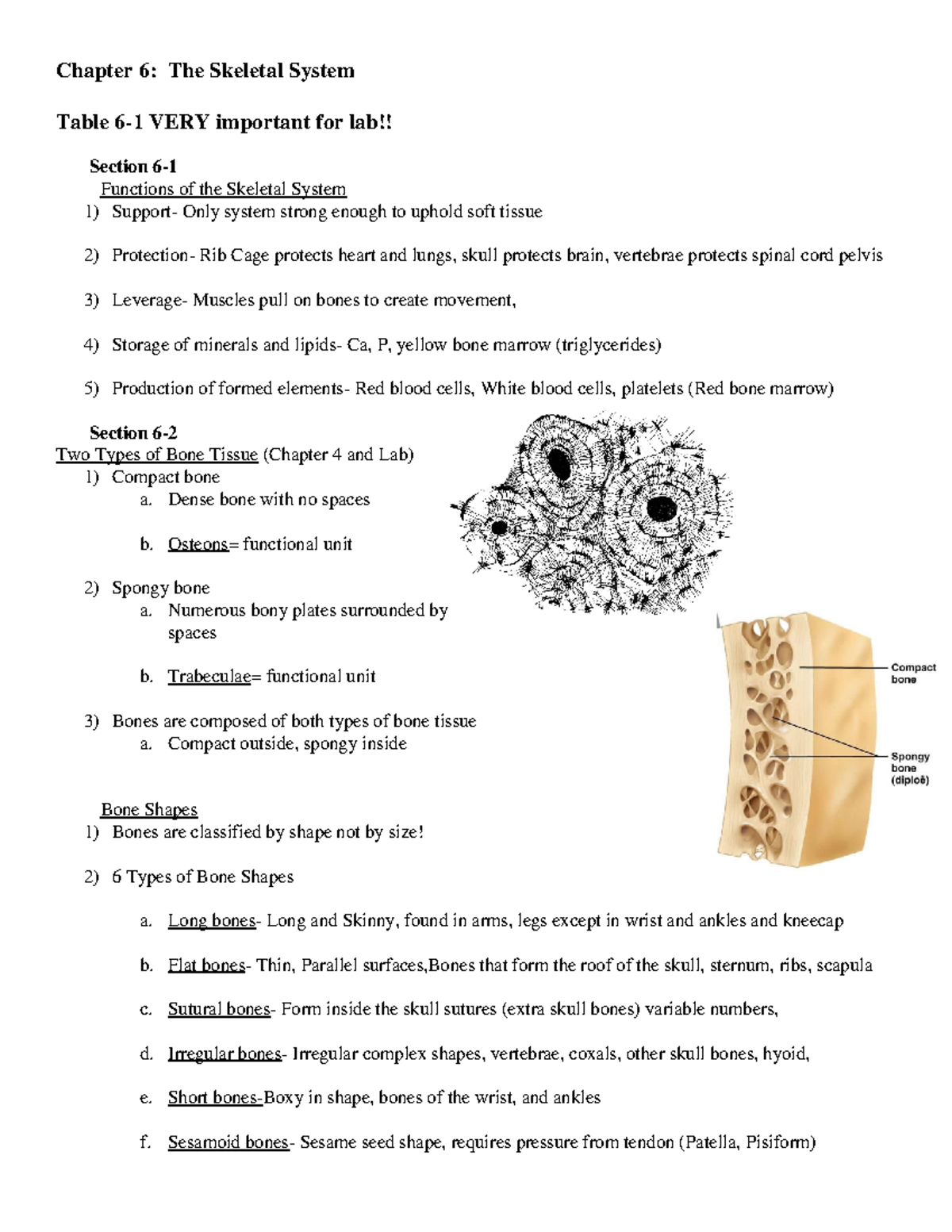 Skeletal - Dense bone with no spaces b. Osteons = functional unit 2 ...