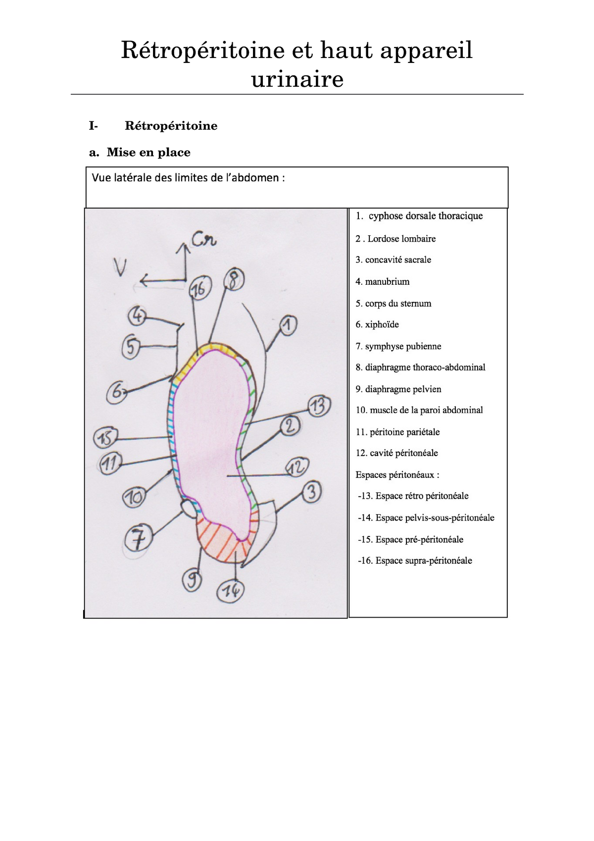 Anat Cours 1 Retroperitoine Et Haut Appareil Urinaire Studocu