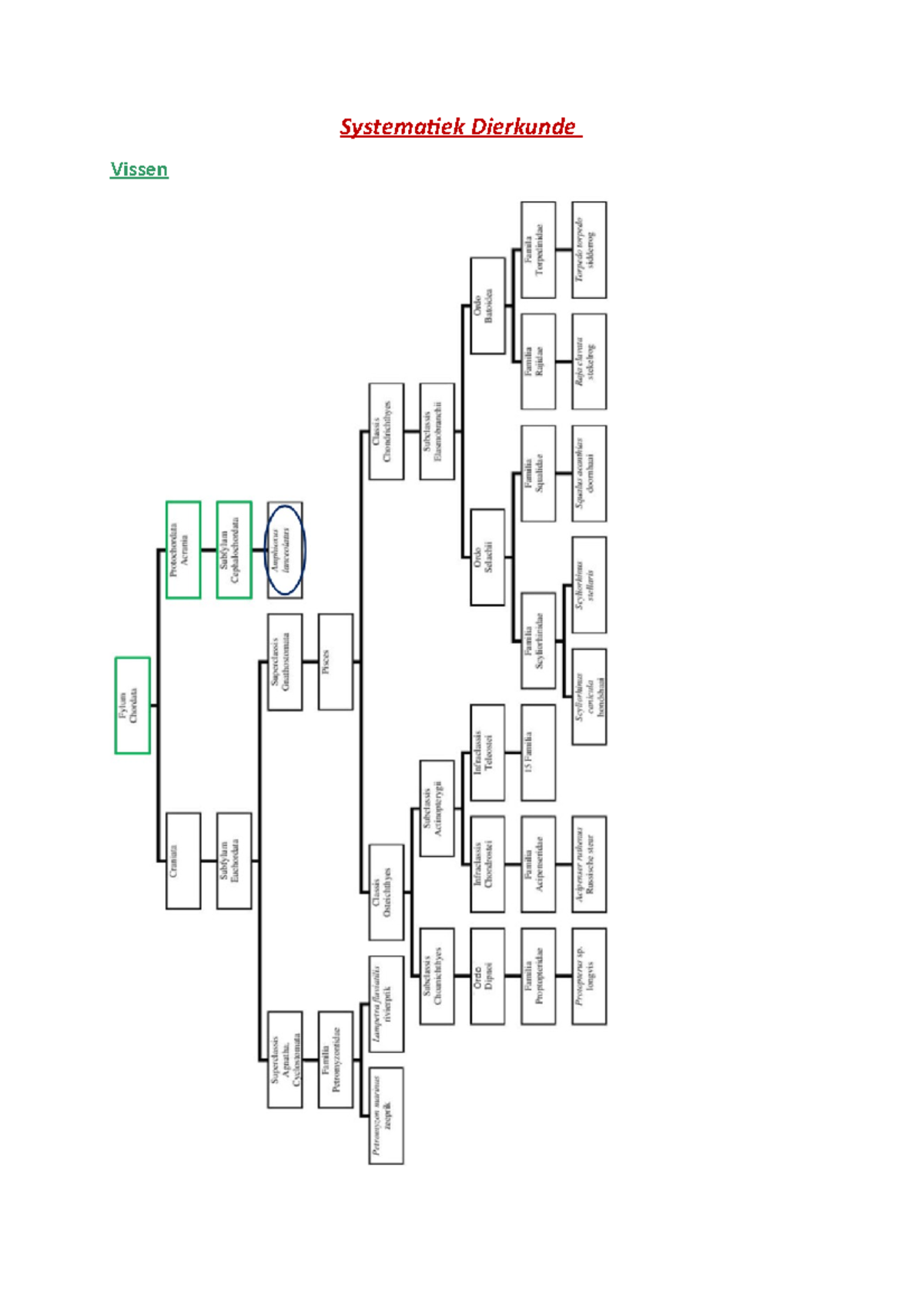 Sytematiek Dierkunde Vertebraten - Systematiek Dierkunde Vissen Zeeprik ...