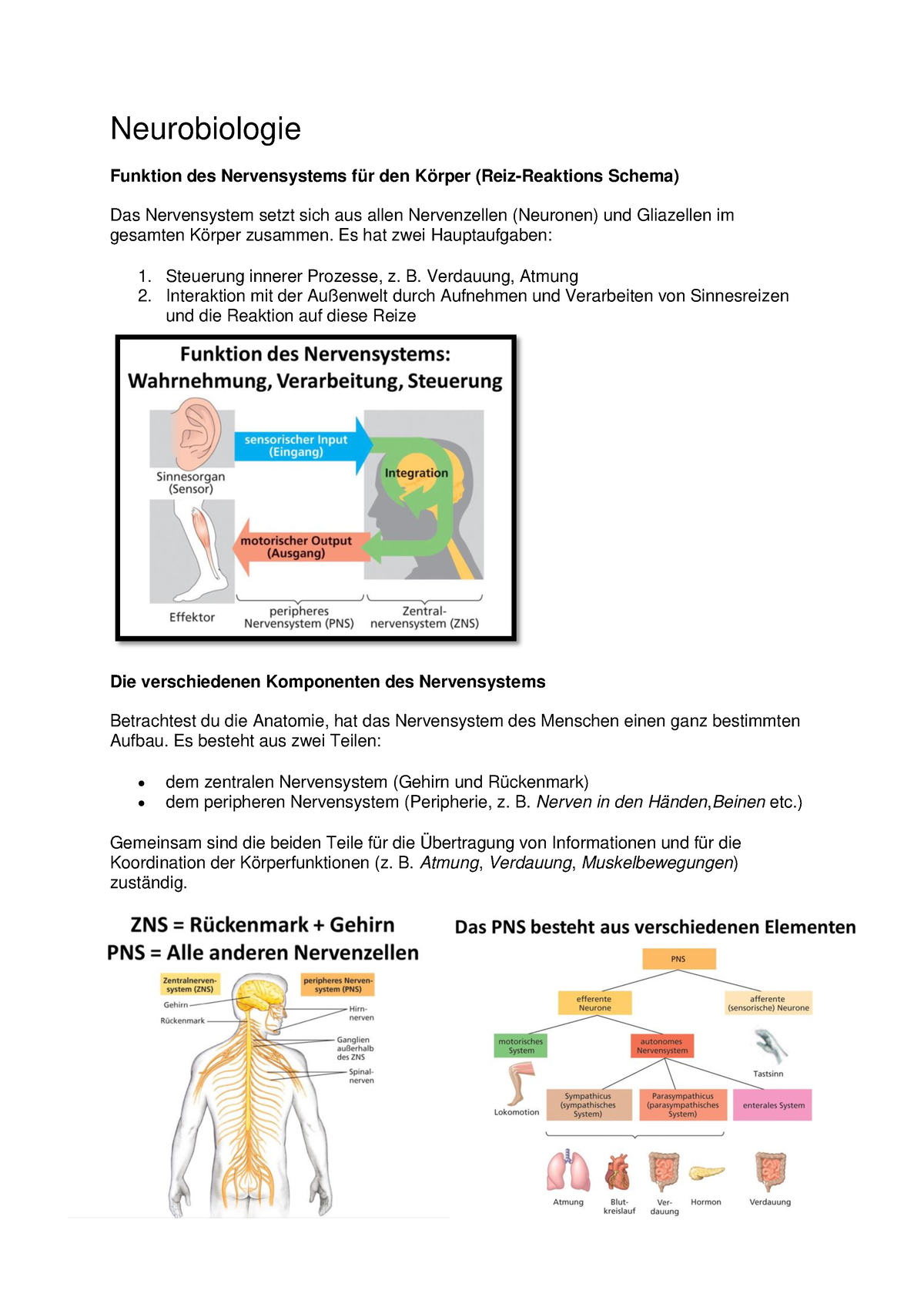 Neurobiologie - Neurobiologie Funktion Des Nervensystems Für Den Körper ...