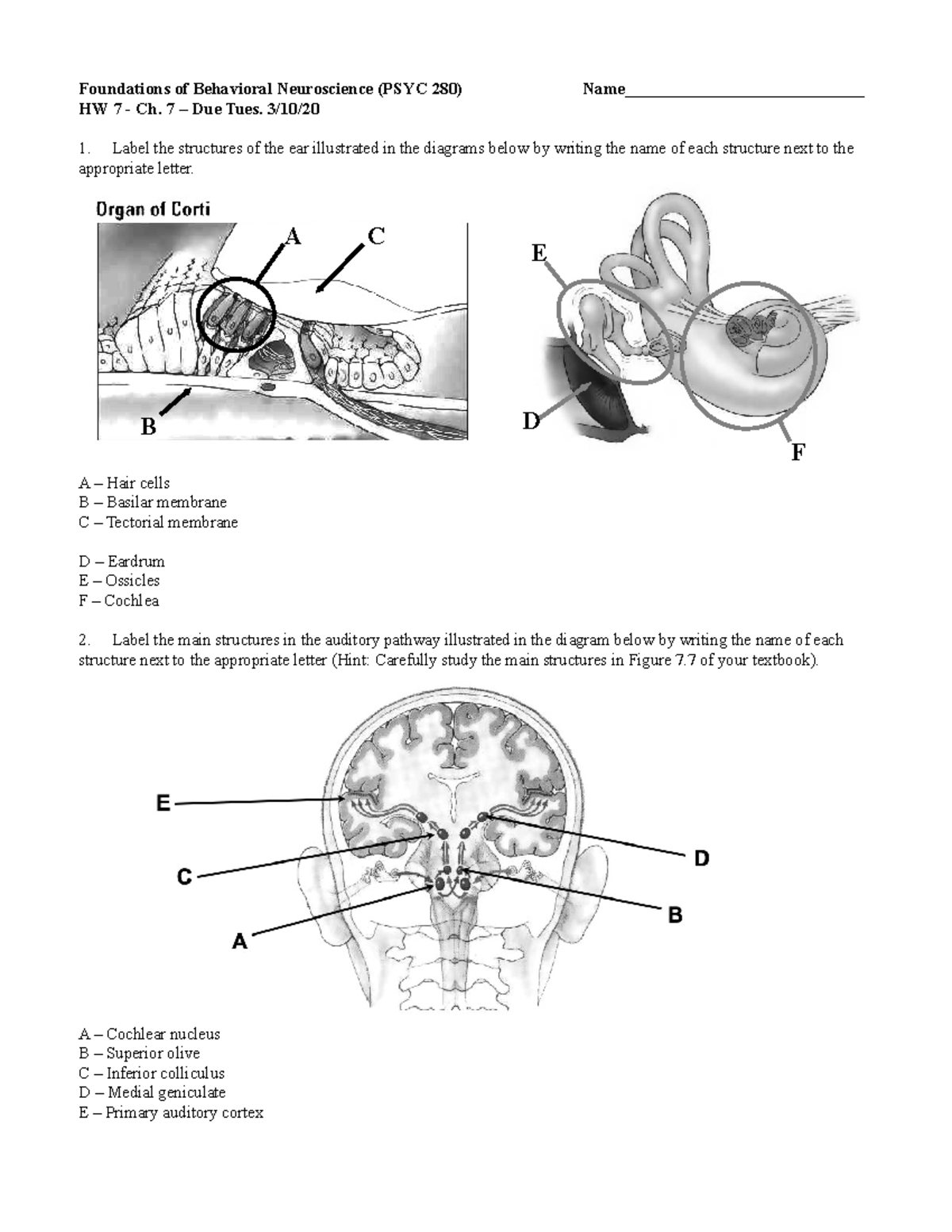 Neuroscience Ch. 7 HW - Foundations of Behavioral Neuroscience (PSYC ...