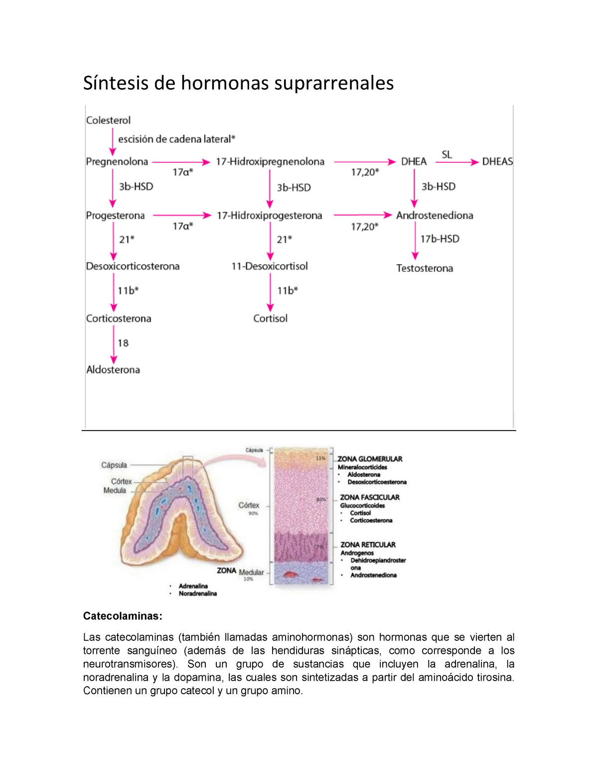 Suprarrenales - Apuntes 1 - Síntesis De Hormonas Suprarrenales ...