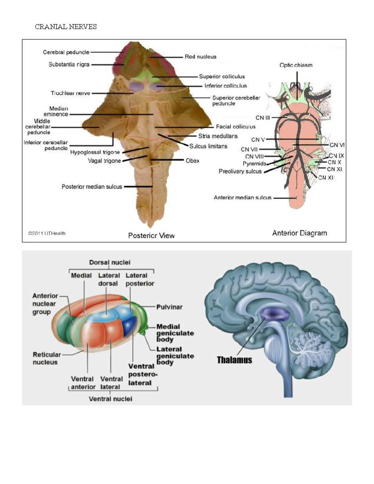 Week 4 notes cranial nerves - CRANIAL NERVES OH, ONCE ONE TAKES THE 