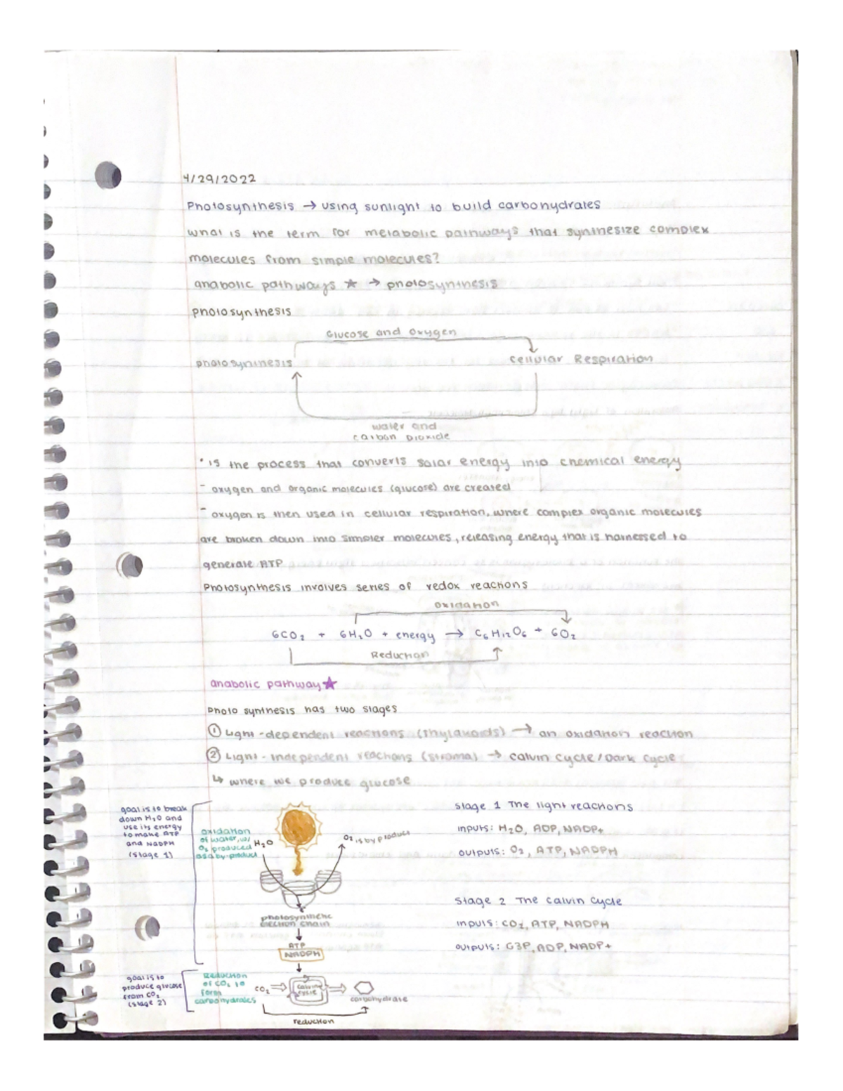 BIOS 041 Lecture Notes (spring 2022) - 7 - BIOS 041 - Studocu