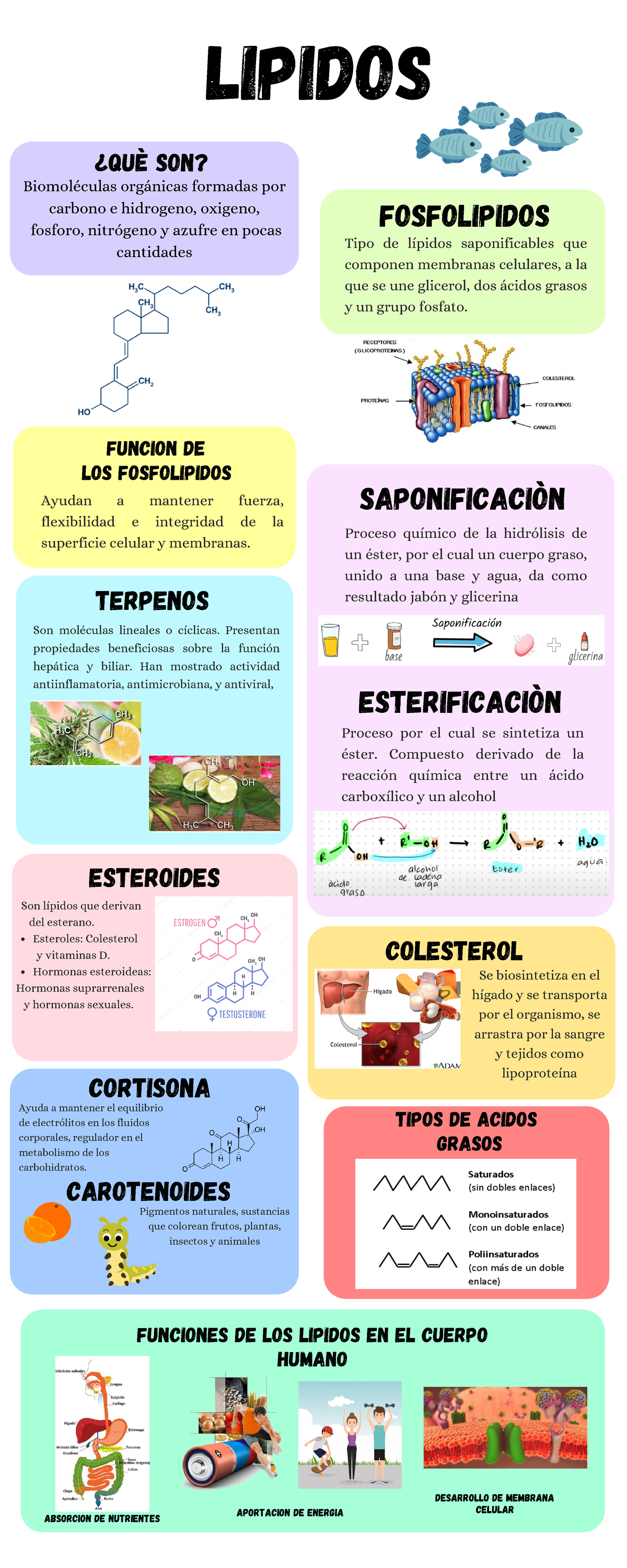 Infografía Desarrollo Sostenible Ecológico Moderno Ilustrativo Verde Y