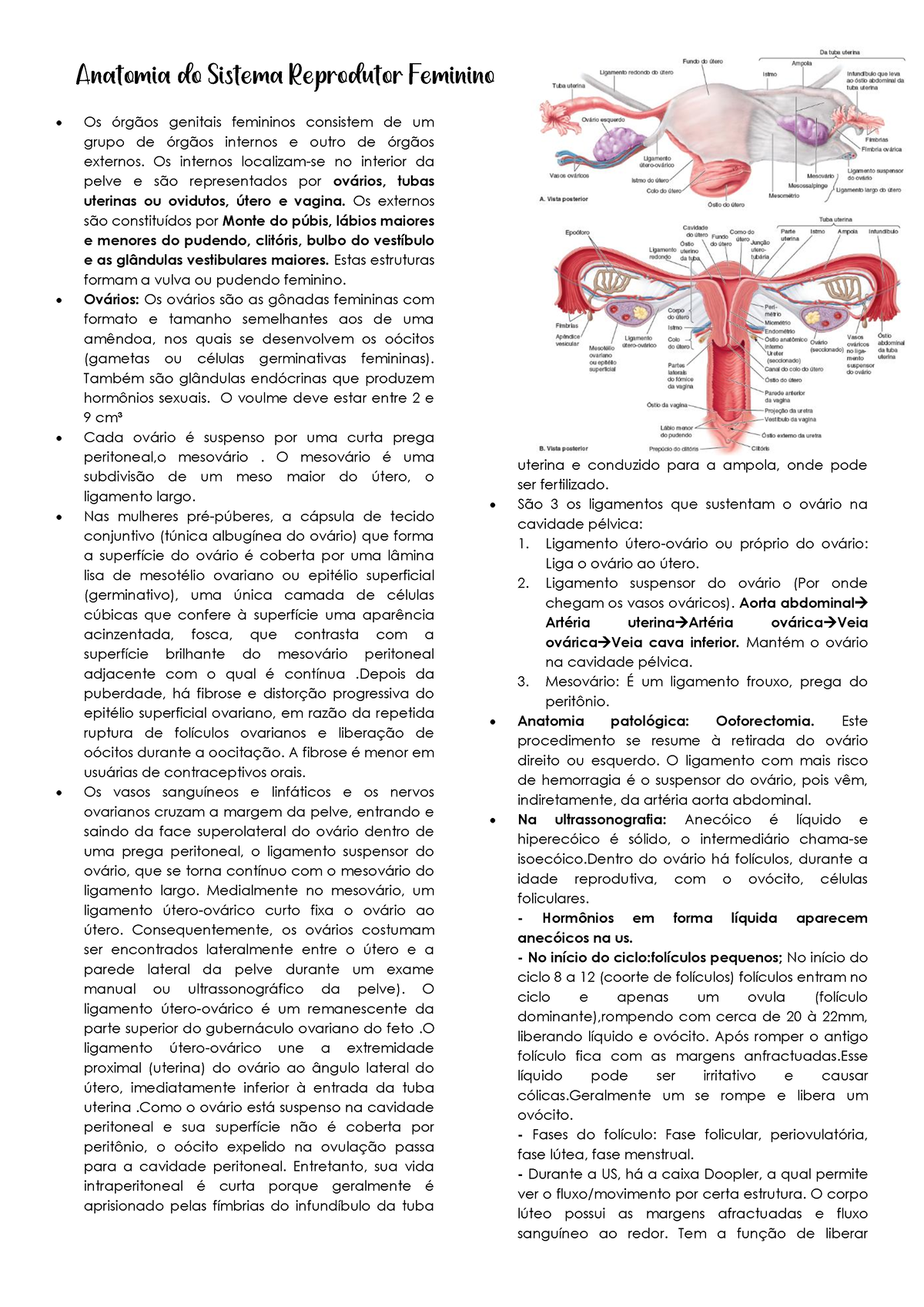 Anatomia Do Sistema Reprodutor Feminino Os Internos Localizam Se No Interior Da Pelve E São 3547