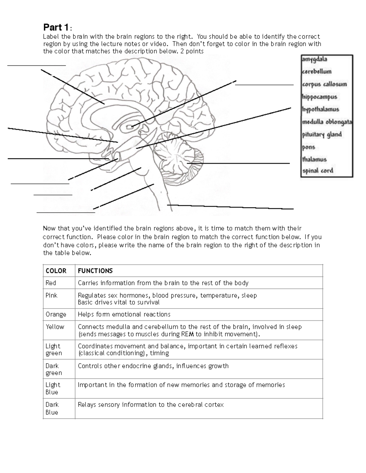 Brain Anatomy handout - PsychBio - Ferguson - Part 1 : Label the brain ...