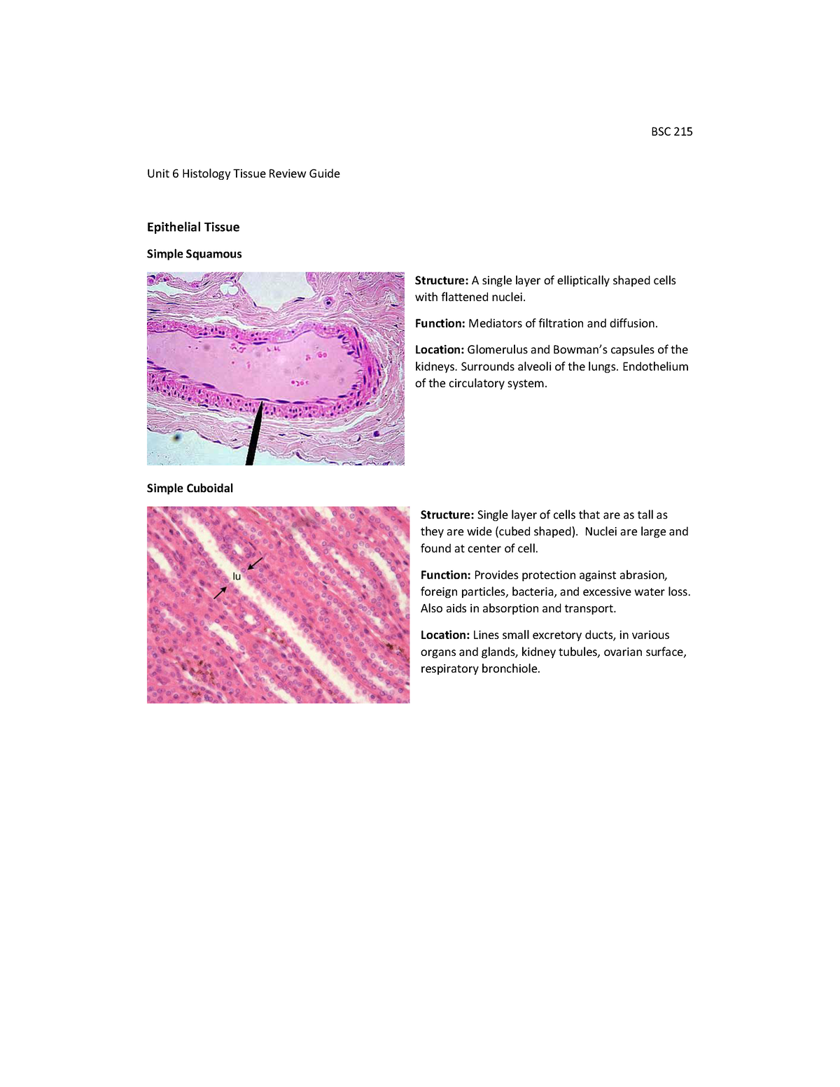 Histology review - Unit 6 Histology Tissue Review Guide Epithelial ...