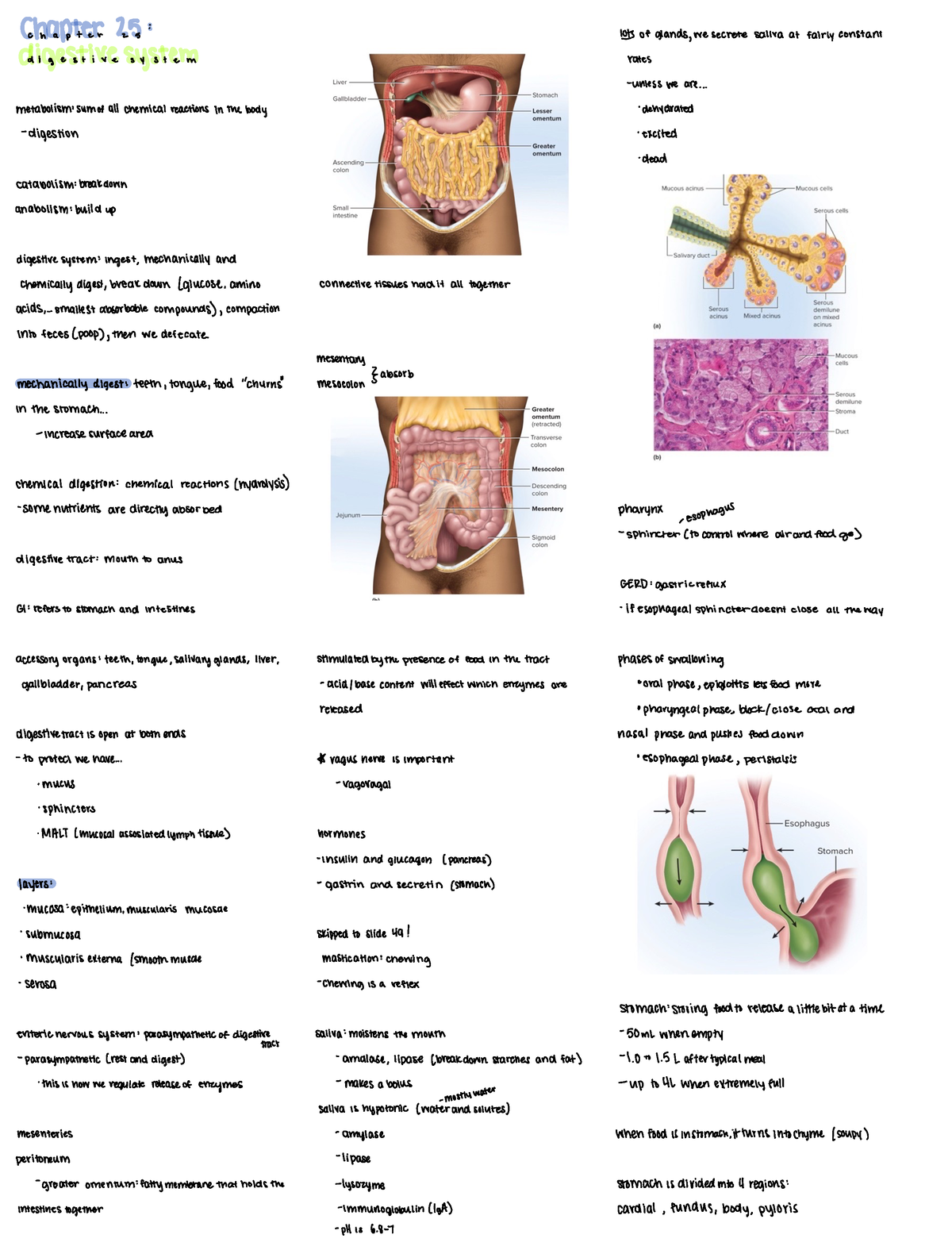 Anatomy chapter 25 Digestion - chapter ####### as digestive system ...