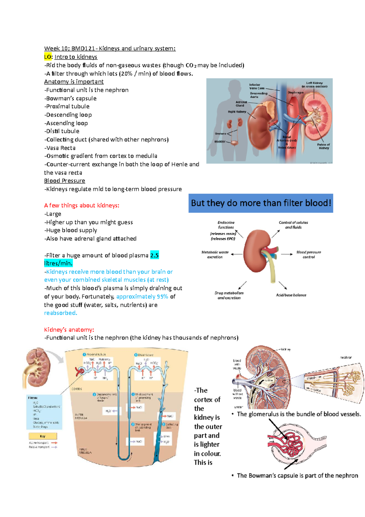 Week 10 BMD121- kidney and urinary system - Week 10; BMD121- Kidneys ...