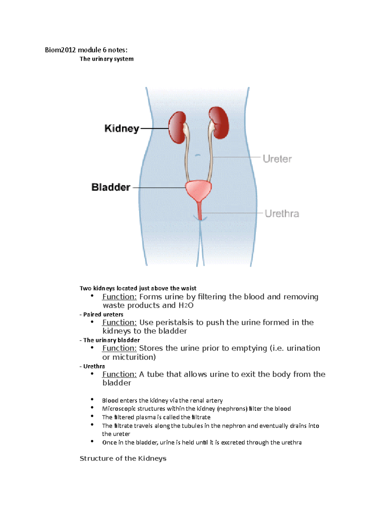 Biom2012 module 6 notes - Biom2012 module 6 notes: The urinary system ...