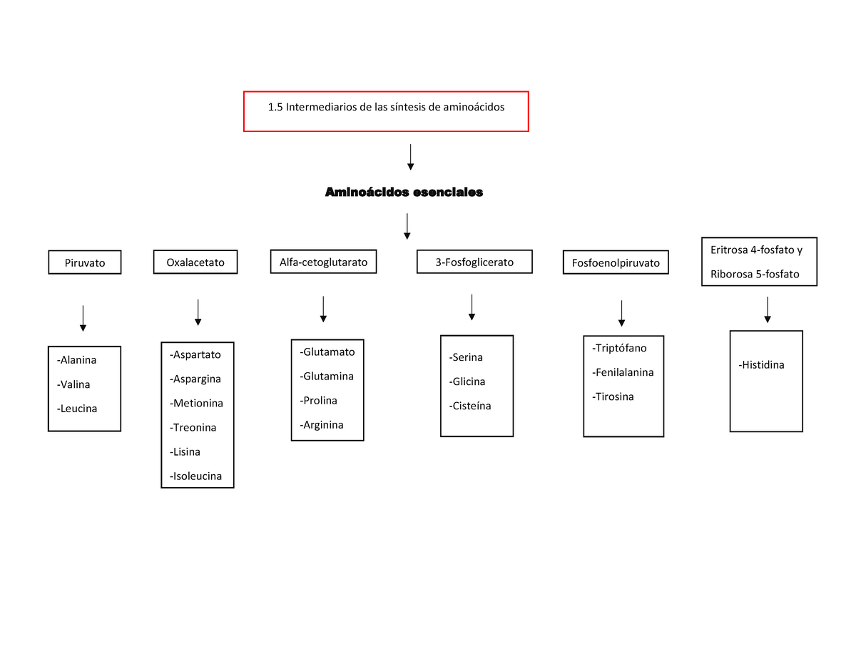 Mapa Conceptual Y Intermediarios De Las S Ntesis De Amino The Best Porn Website