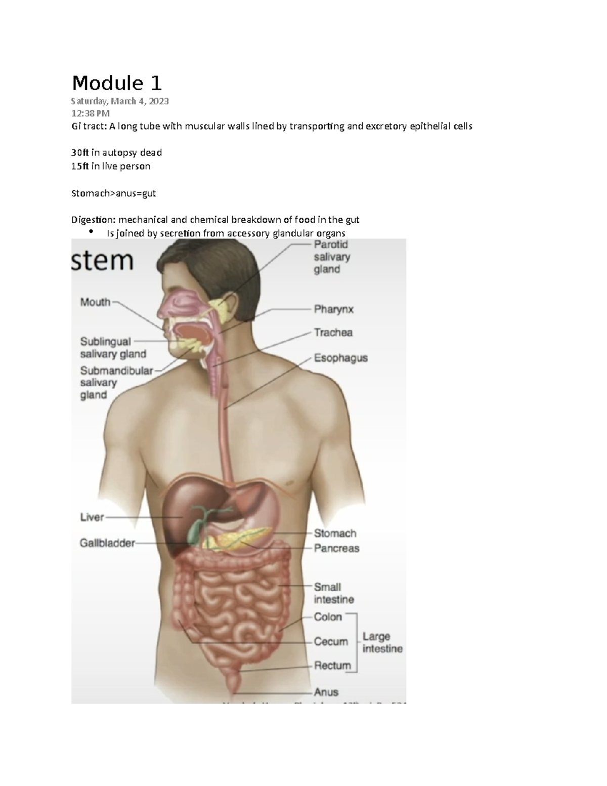 Digestive System 1 - N/A - Module 1 Saturday, March 4, 2023 12:38 PM Gi ...
