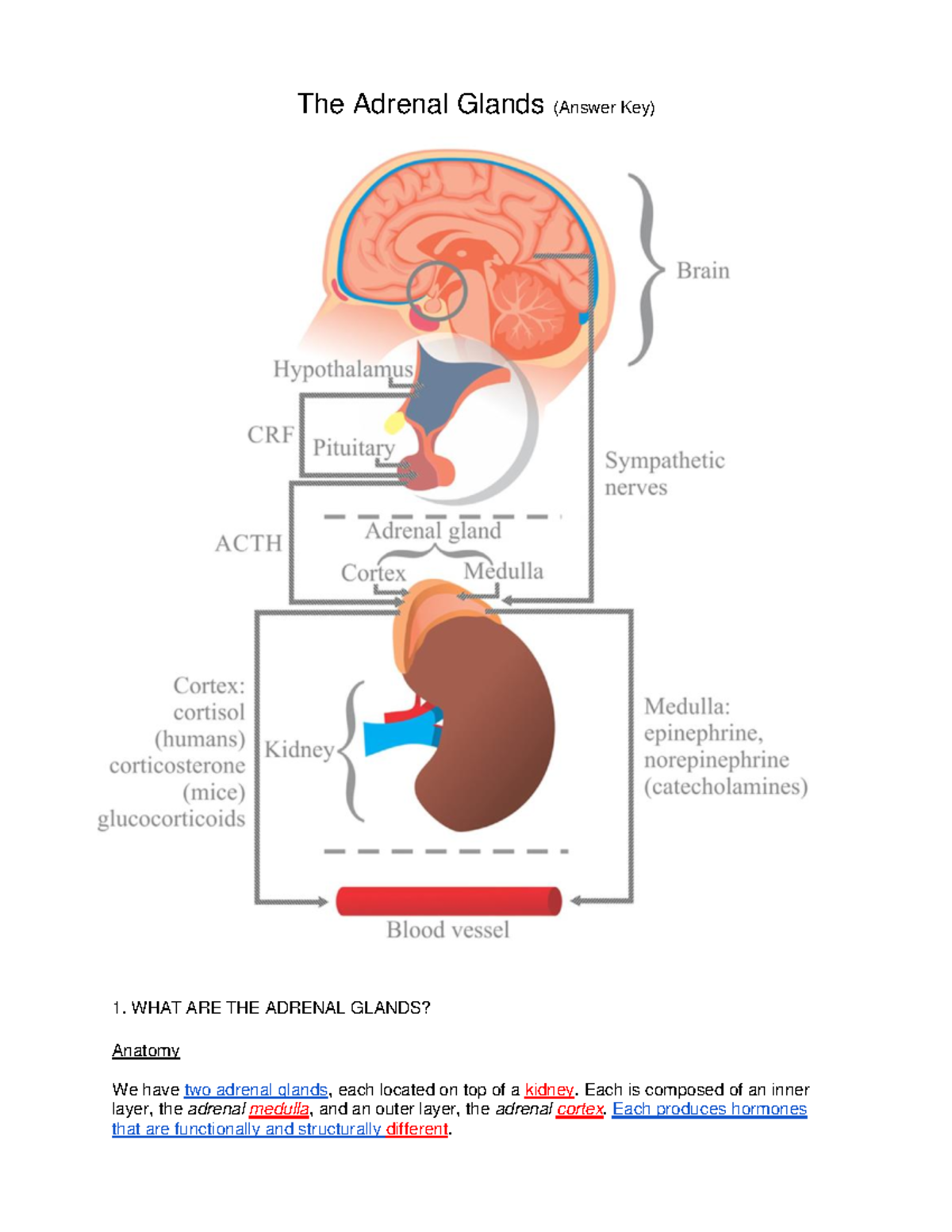 2019 Adrenaline Worksheet Answers The Adrenal Glands (Answer Key) 1