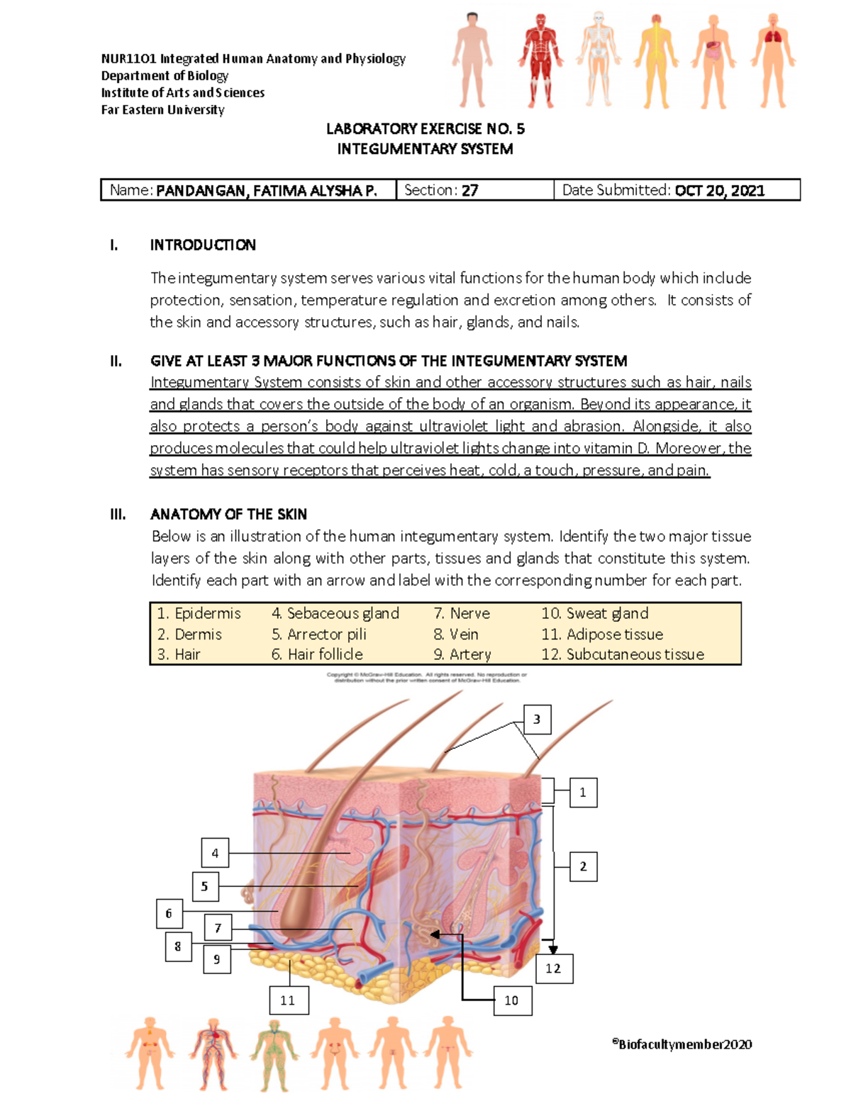 Pdfcoffee - mkkkskskss - Anatomy and Physiology - Studocu