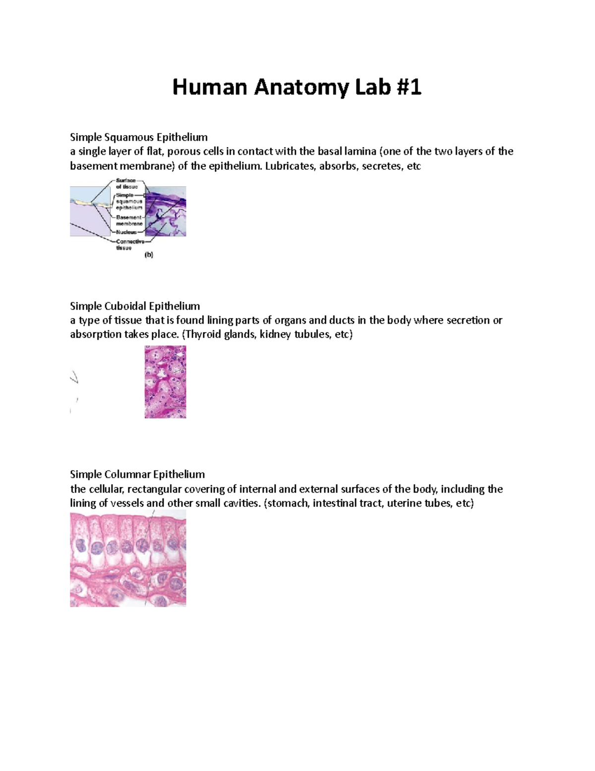 Human Anatomy Lab Chap 1 Human Anatomy Lab Simple Squamous Epithelium