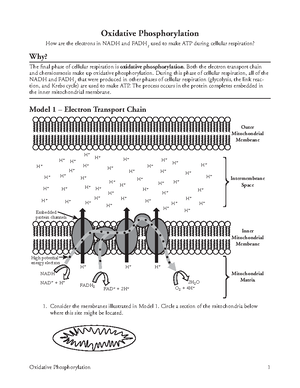 10 Oxidative Phosphorylation-S - Both the electron transport chain and chemiosmosis make up - Studocu 10-oxidative-phosphorylation-s-both-the-electron-transport-chain-and-chemiosmosis-make-up-studocu